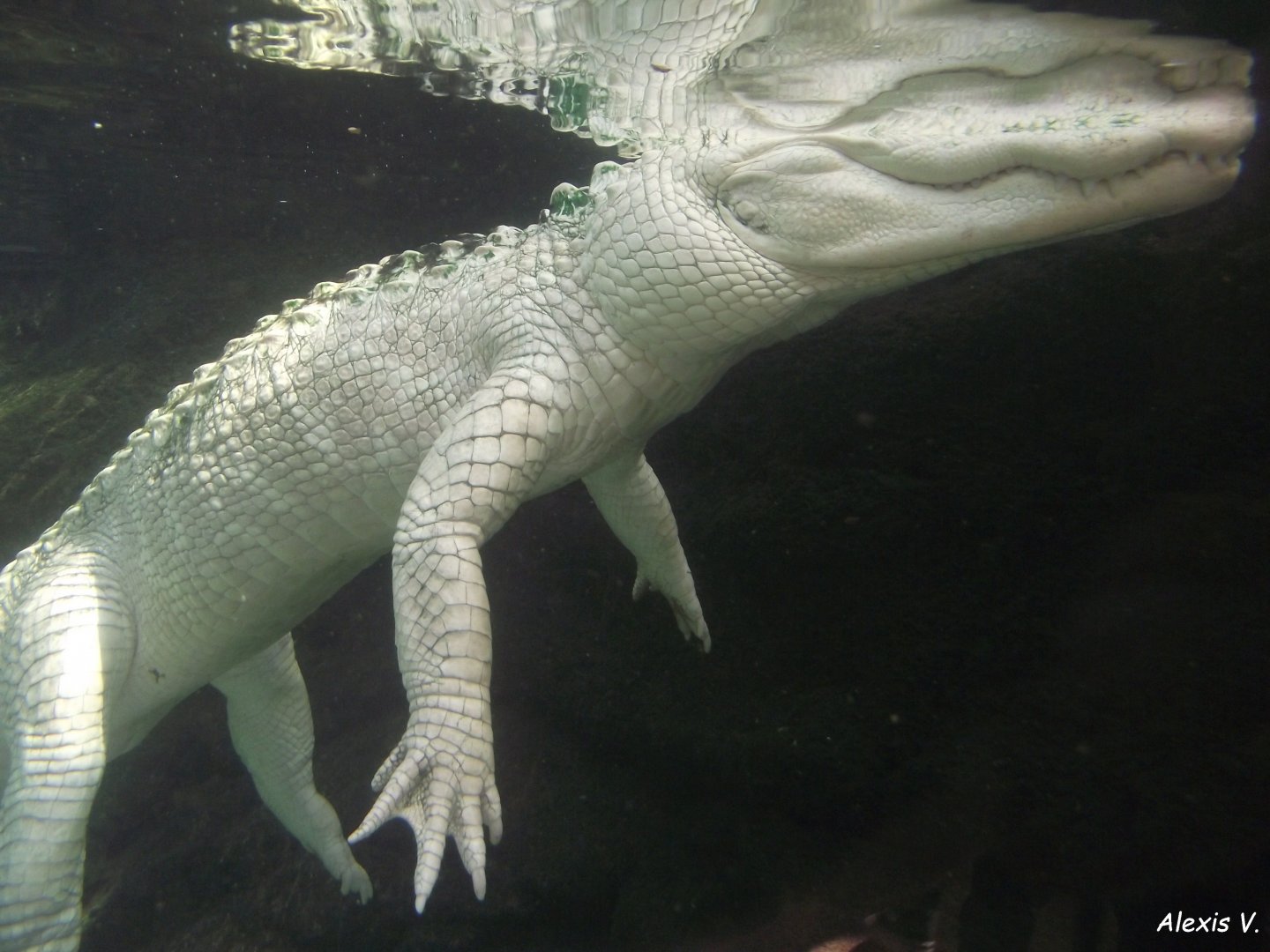Albino American Alligator - Zooparc de Beauval - 13/07/2024
