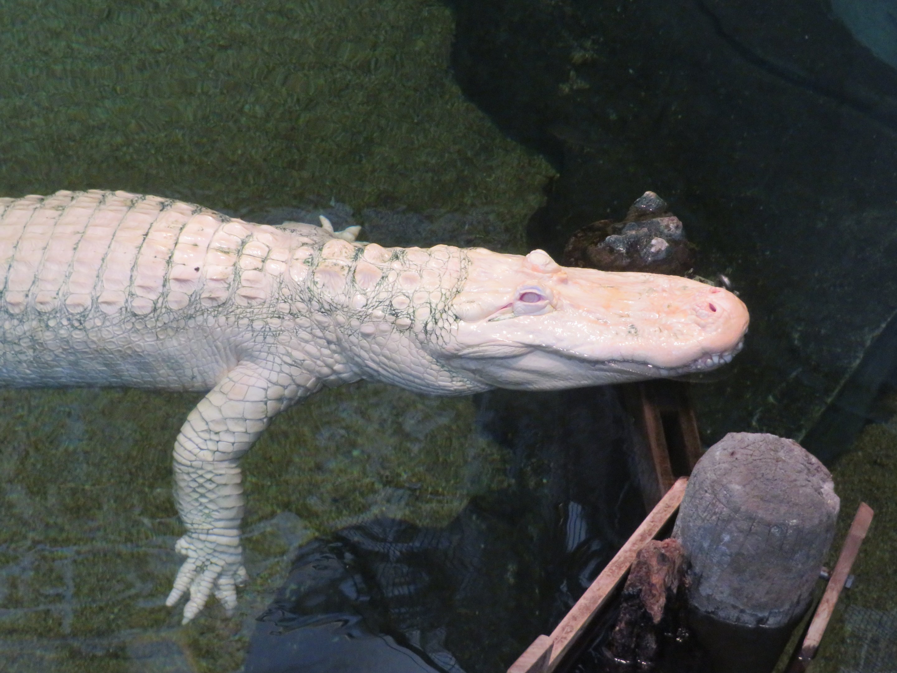 Albino American Alligator