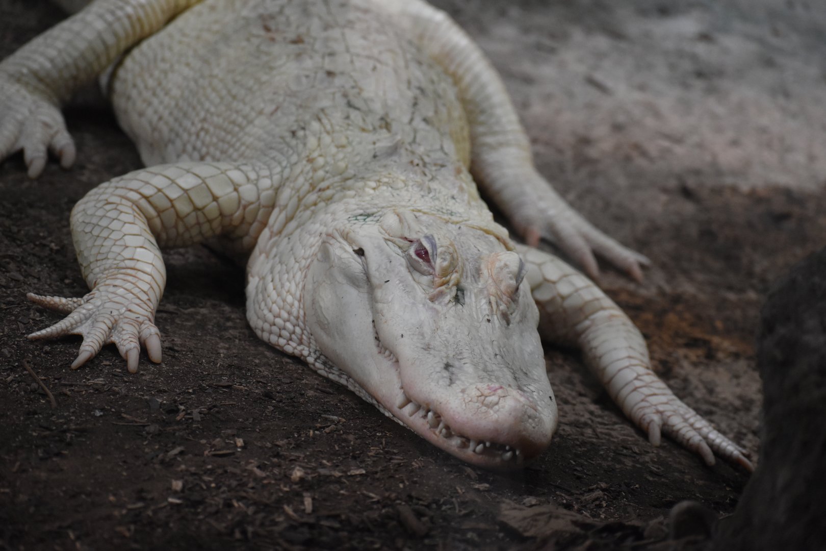 albino American alligator
