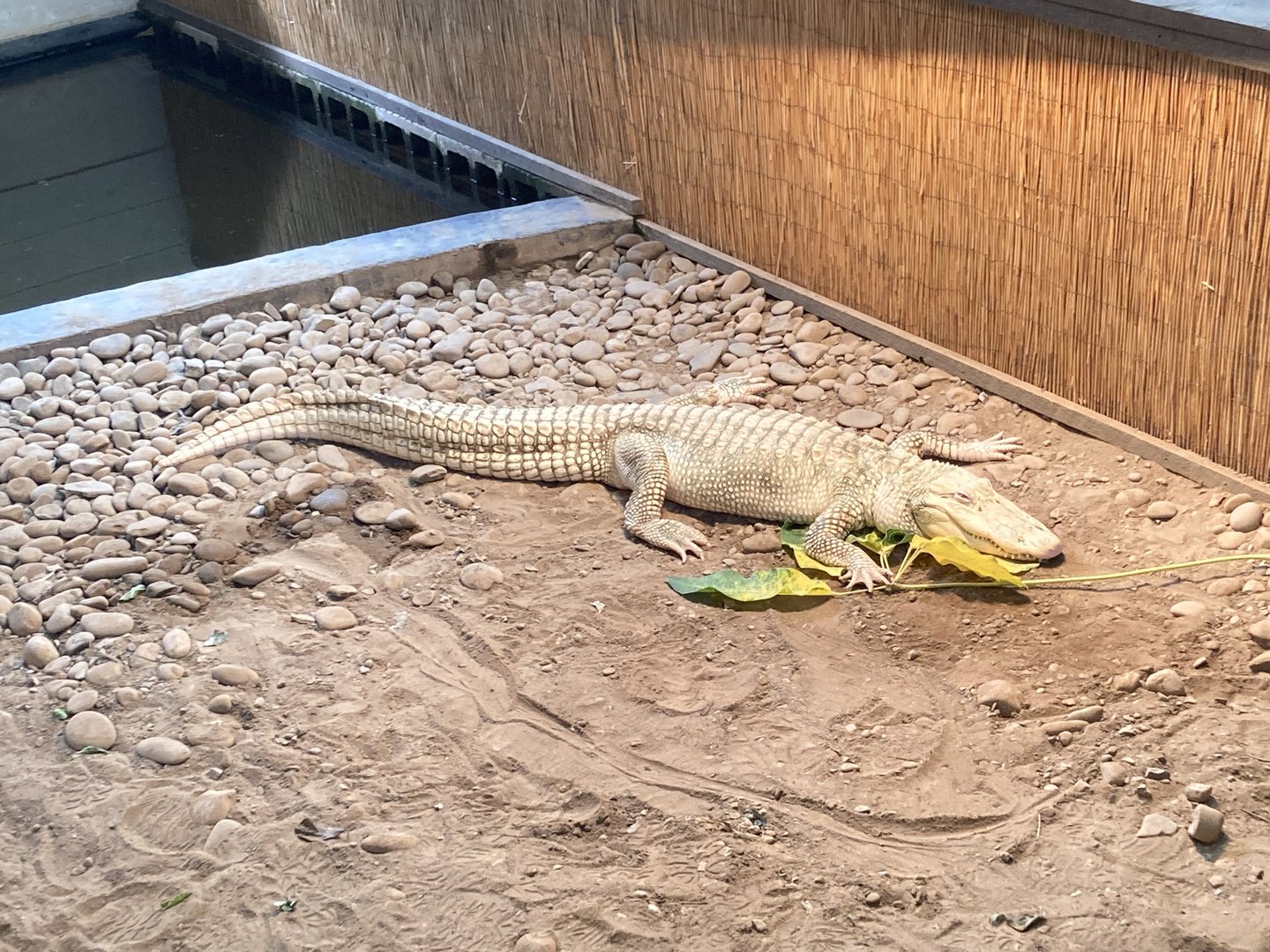Albino American Alligator
