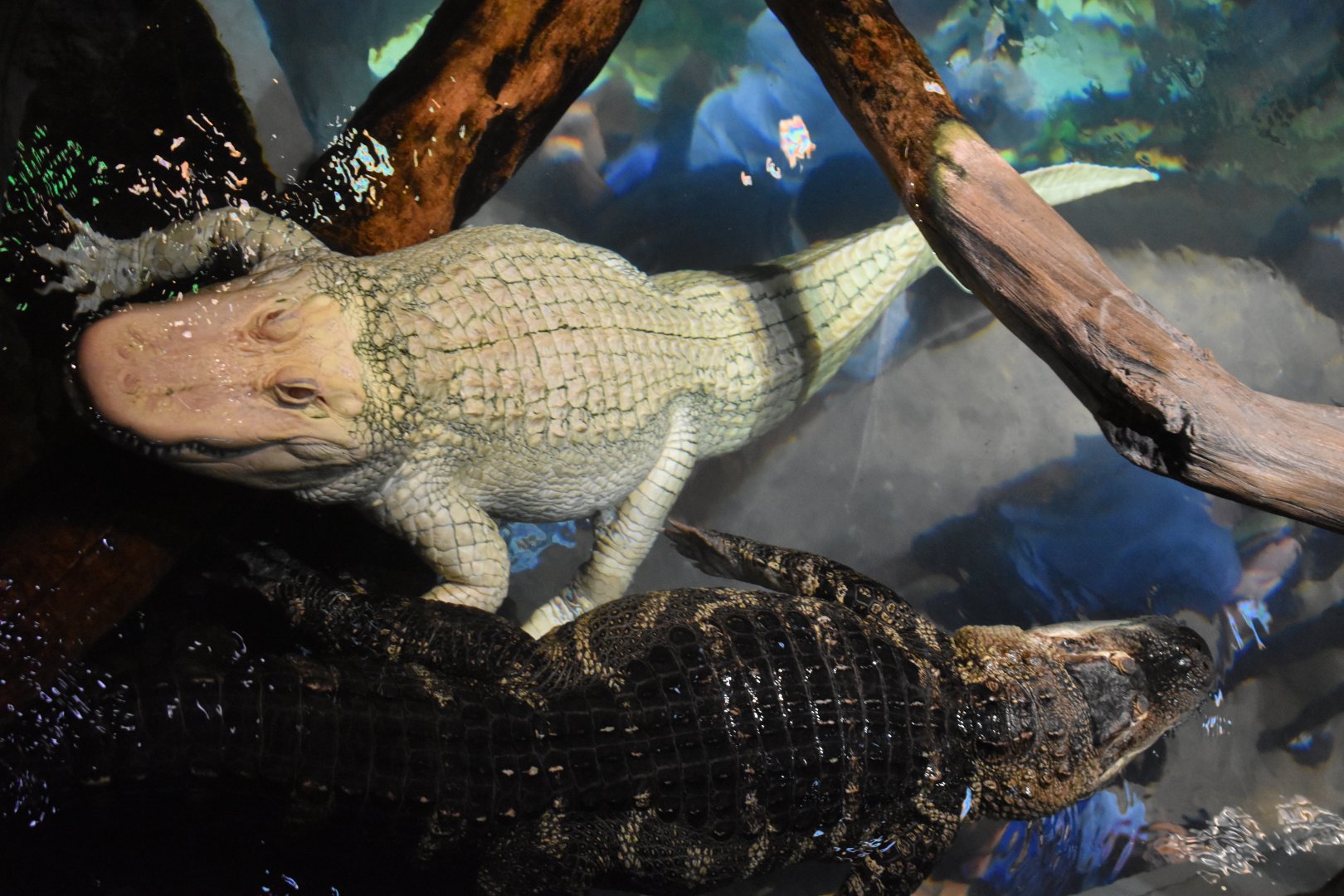 Albino American Alligator
