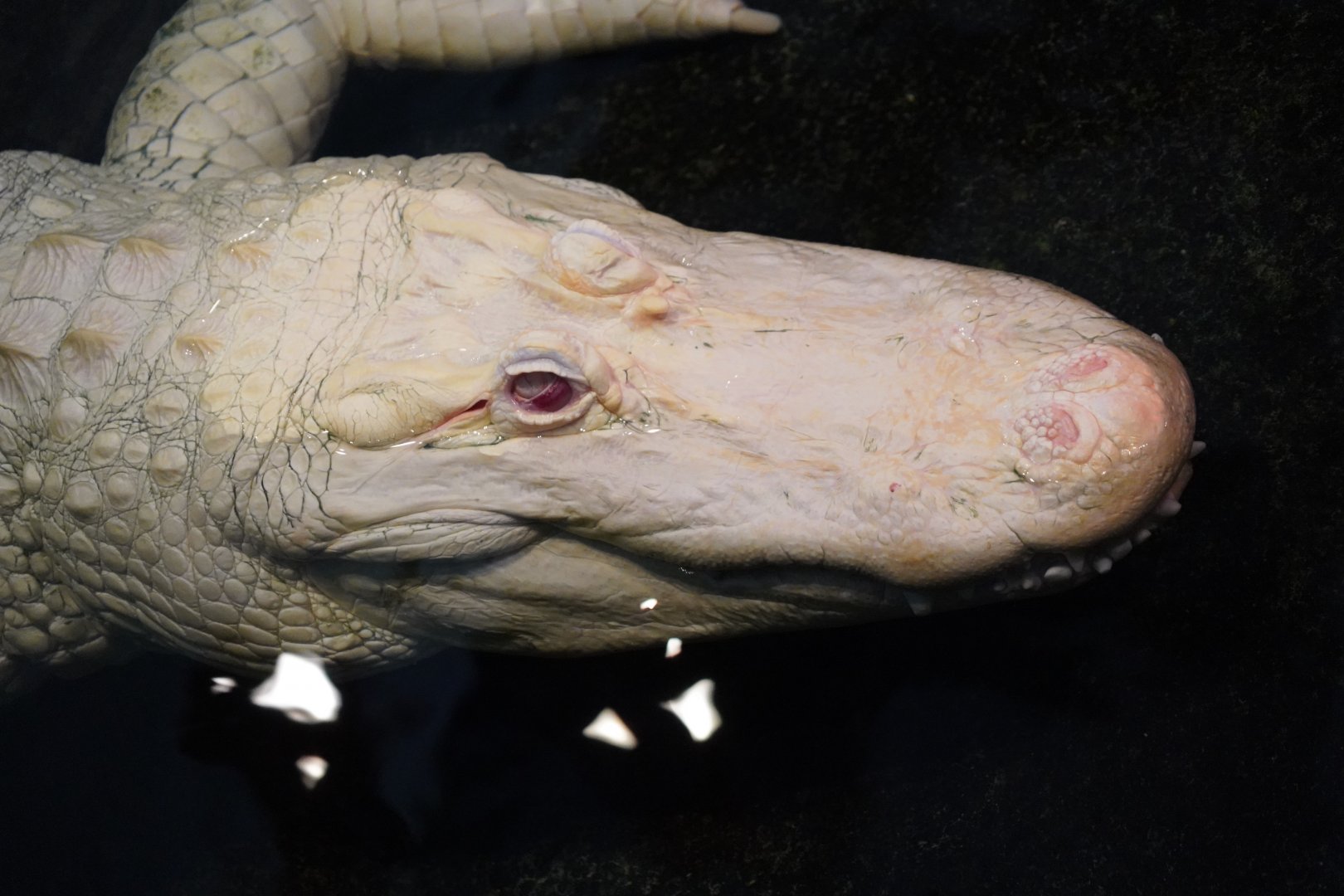 Albino American alligator