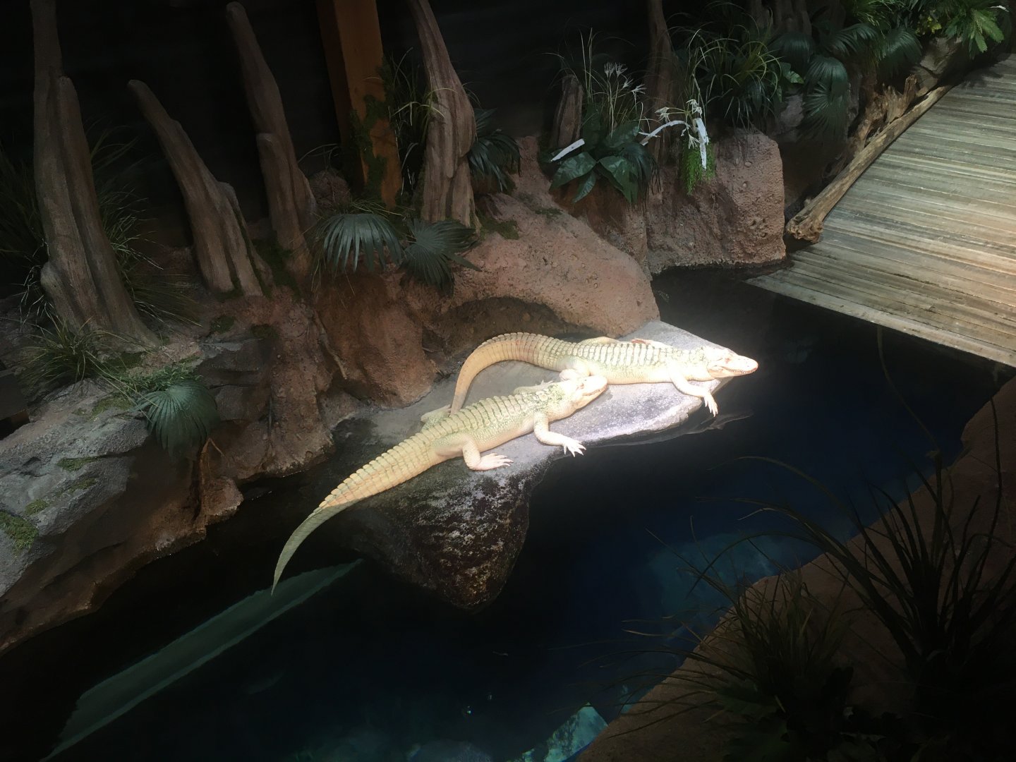 Albino American alligators