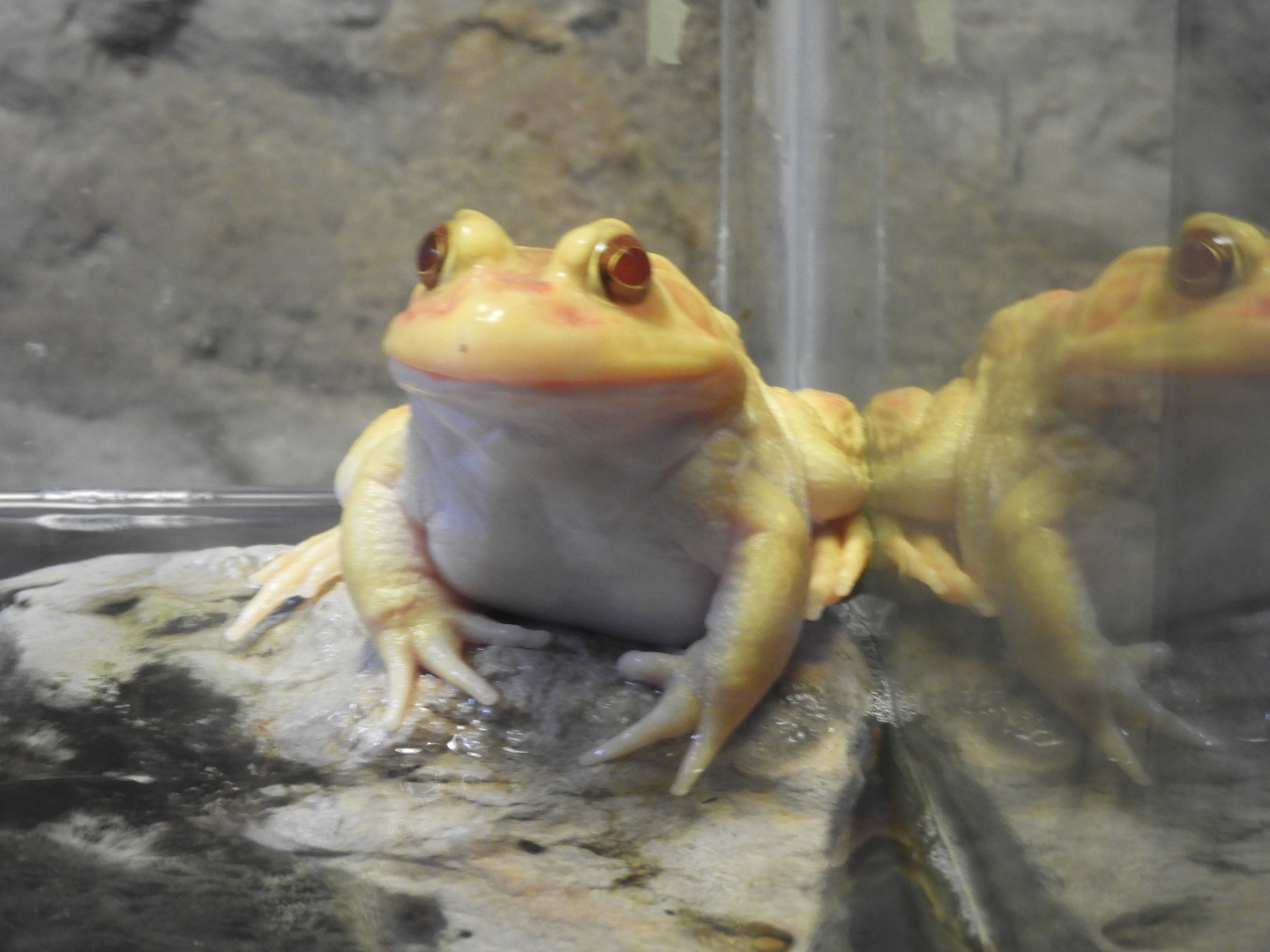 albino American Bullfrog (Lithobates catesbeianus)