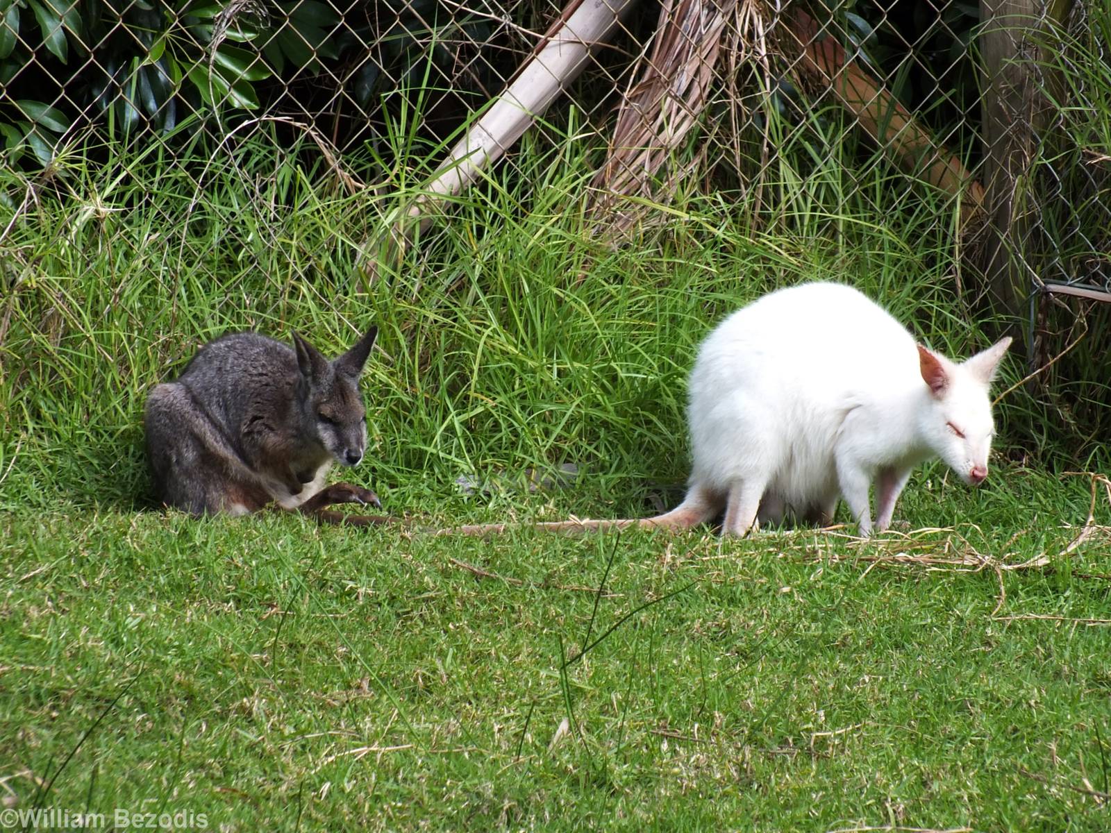 Albino and Normal Tammar Wallabies - Caversham Wildlife Park