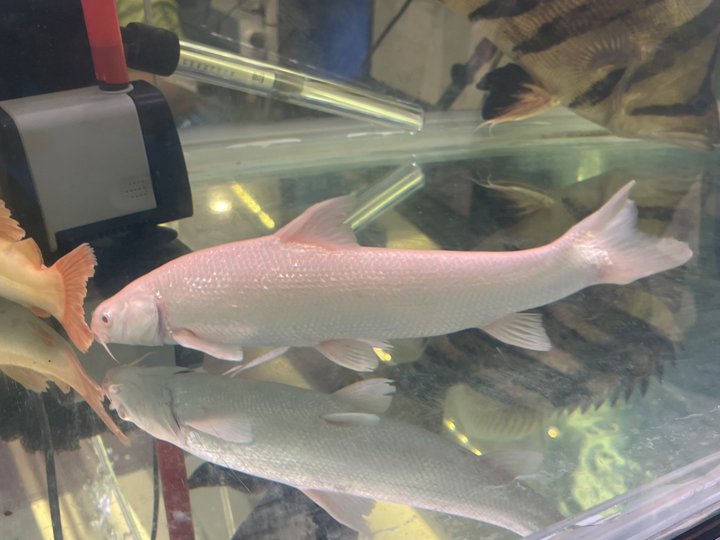 albino aral barbel (luciobarbus brachycephalus)