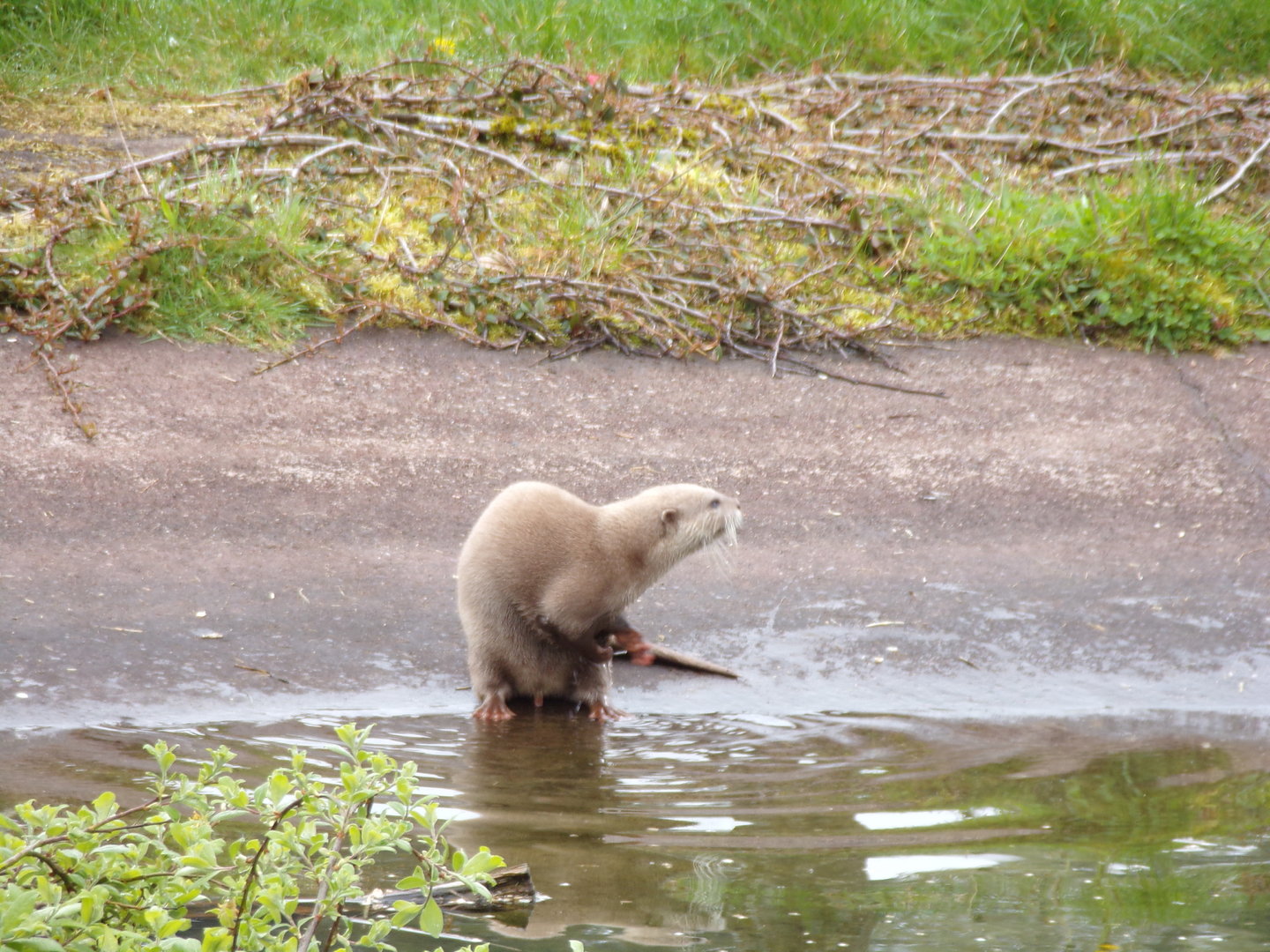 Albino Asian short-clawed otter 7.5.23