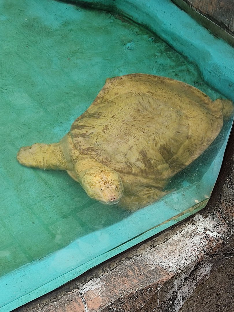 Albino Asian Softshell Turle (Amyda cartilaginea)