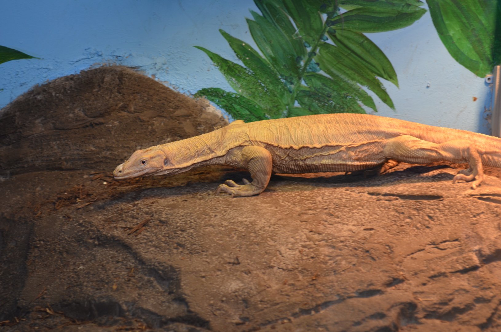 Albino Asian Water Monitor