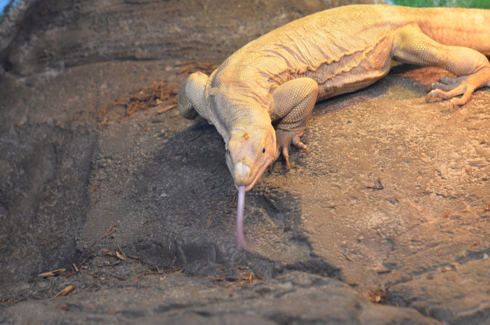 Albino Asian Water Monitor