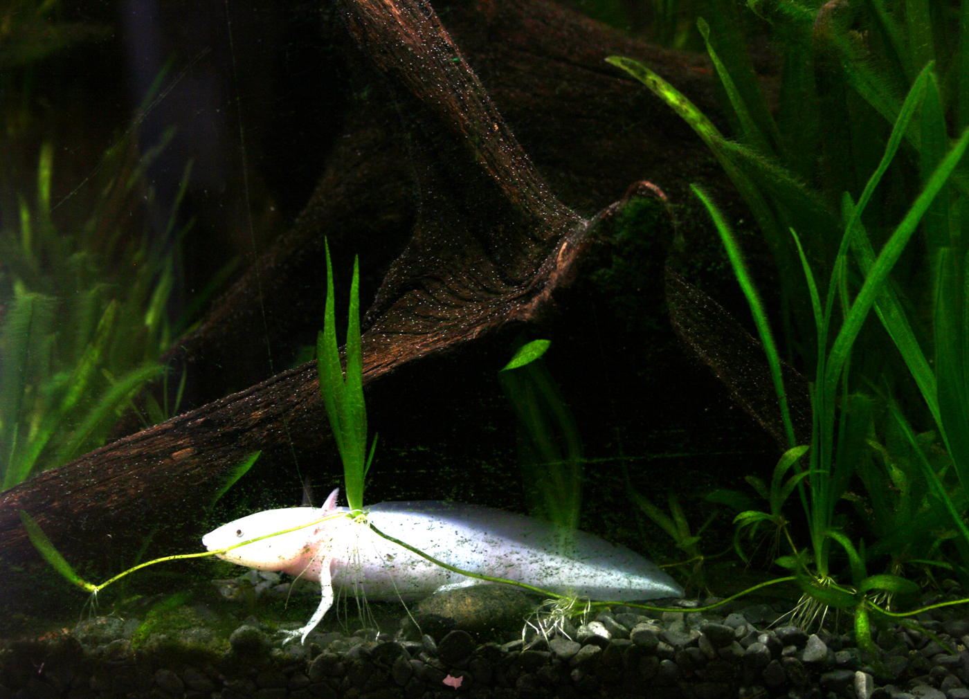 Albino axelotl (Ambystoma mexicanum)