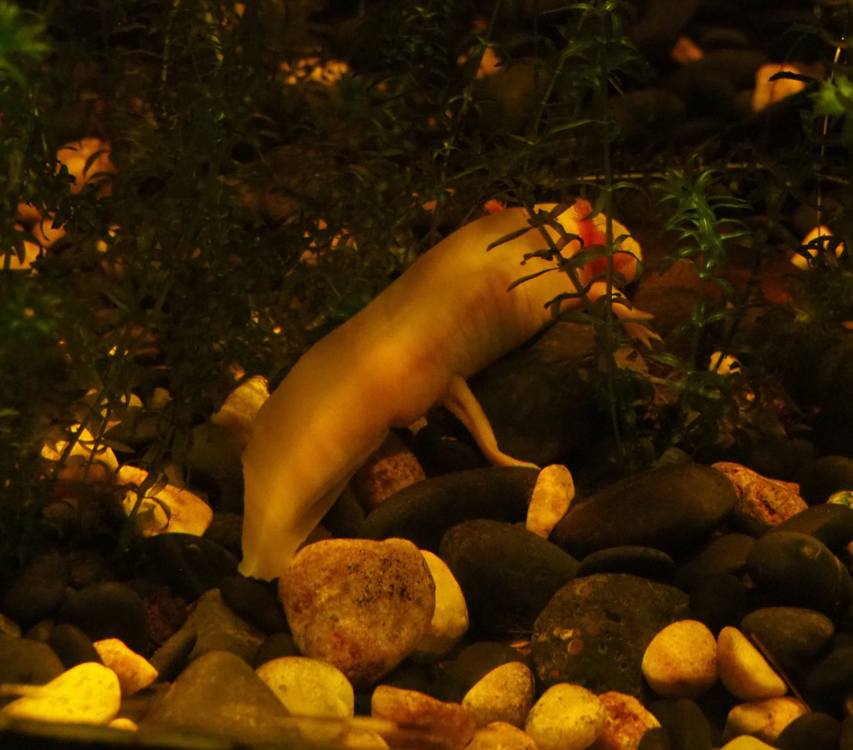 Albino axolotl (Ambystoma mexicanum), 2019-10-05
