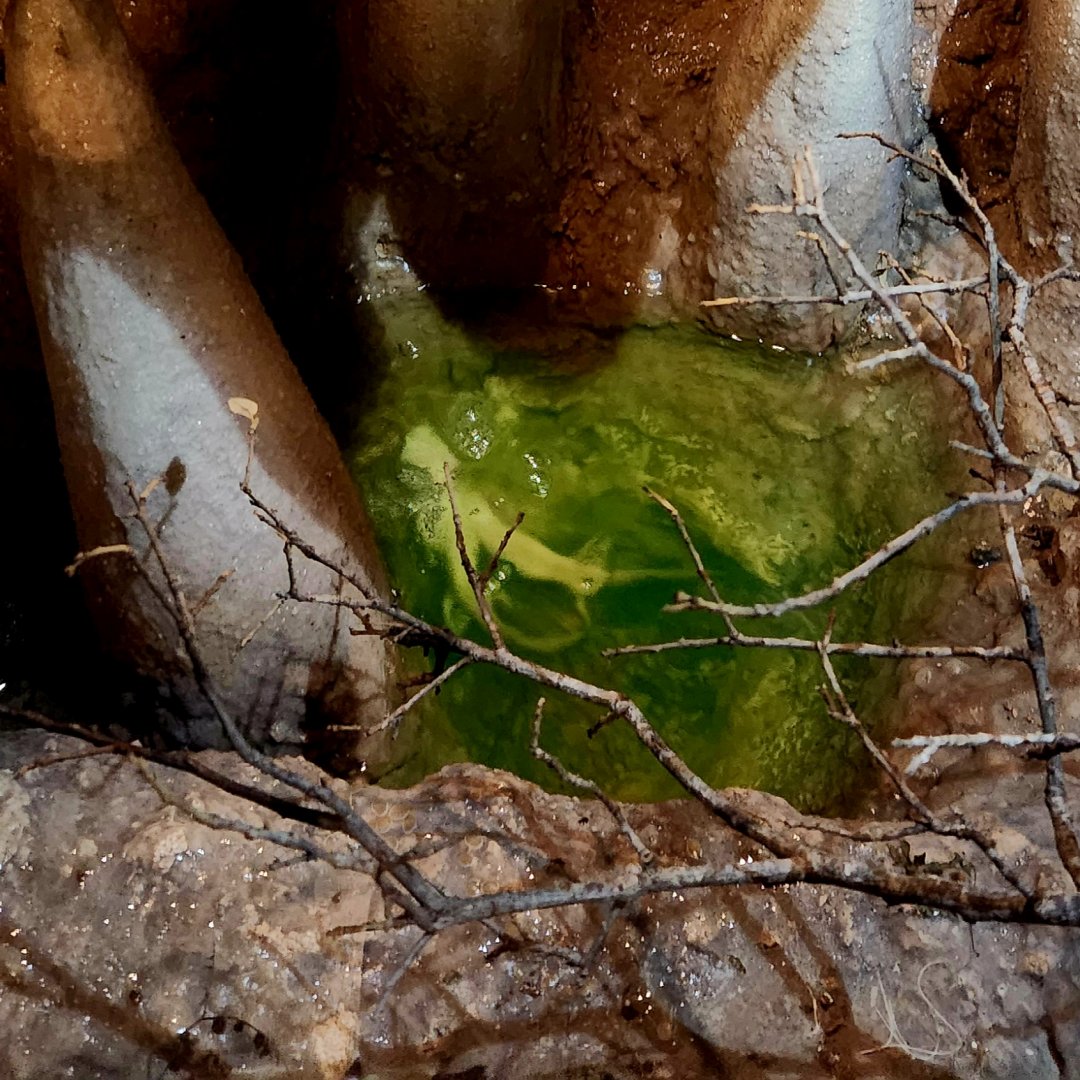 Albino Axolotls (Ambystoma mexicanum)