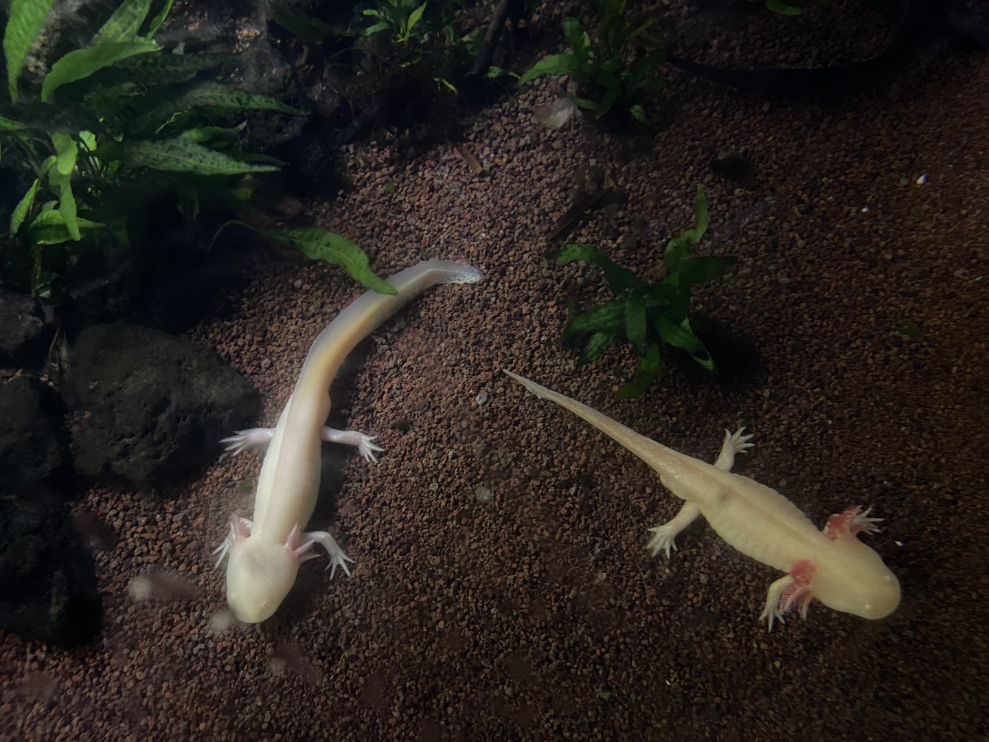 albino axolotls (ambystoma mexicanum)
