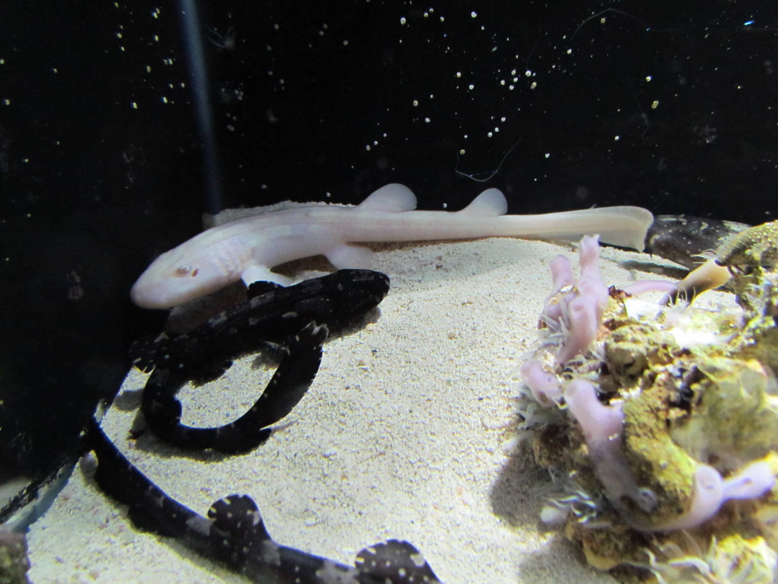 Albino Bamboo Shark