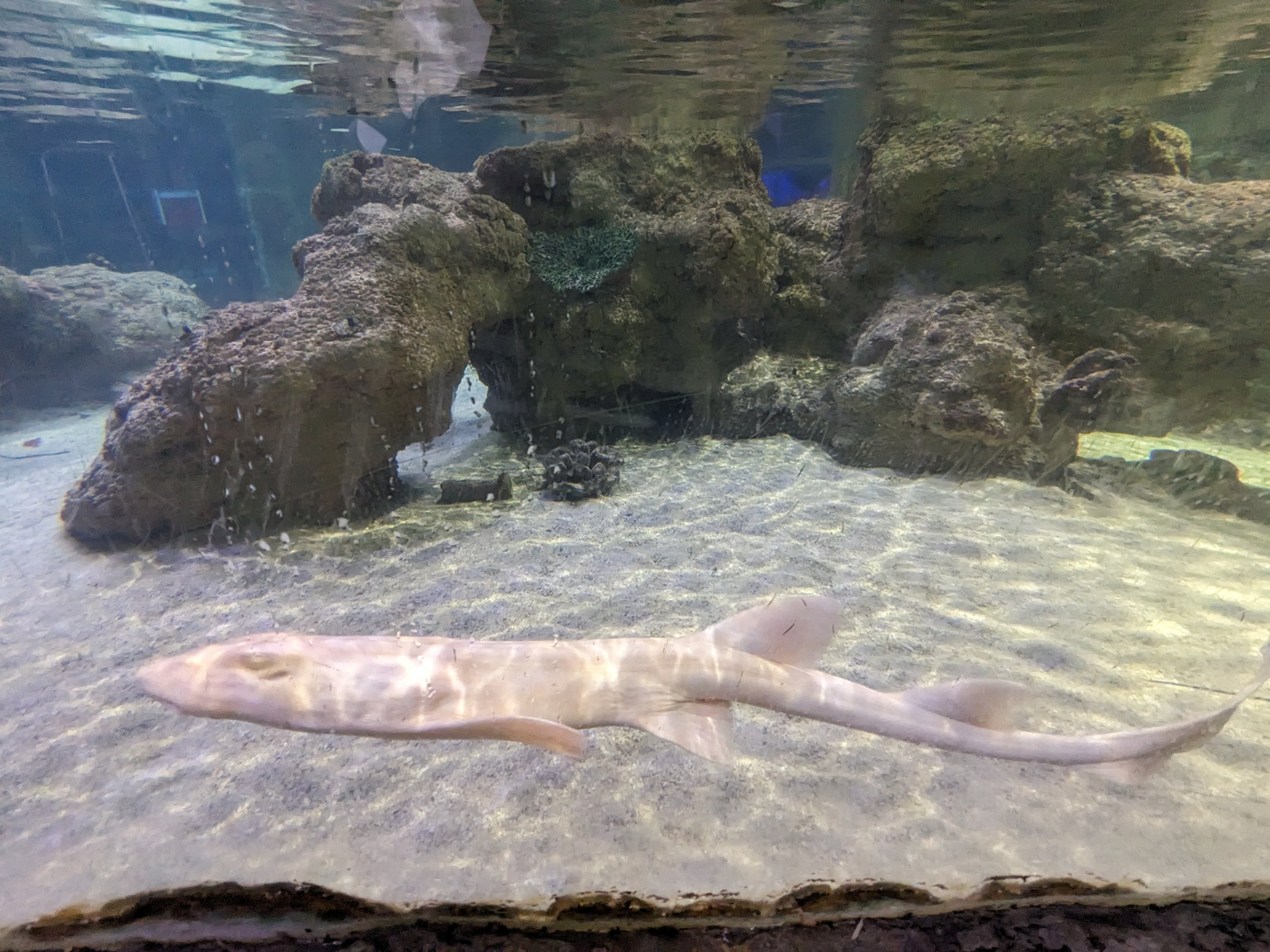 Albino bamboo shark