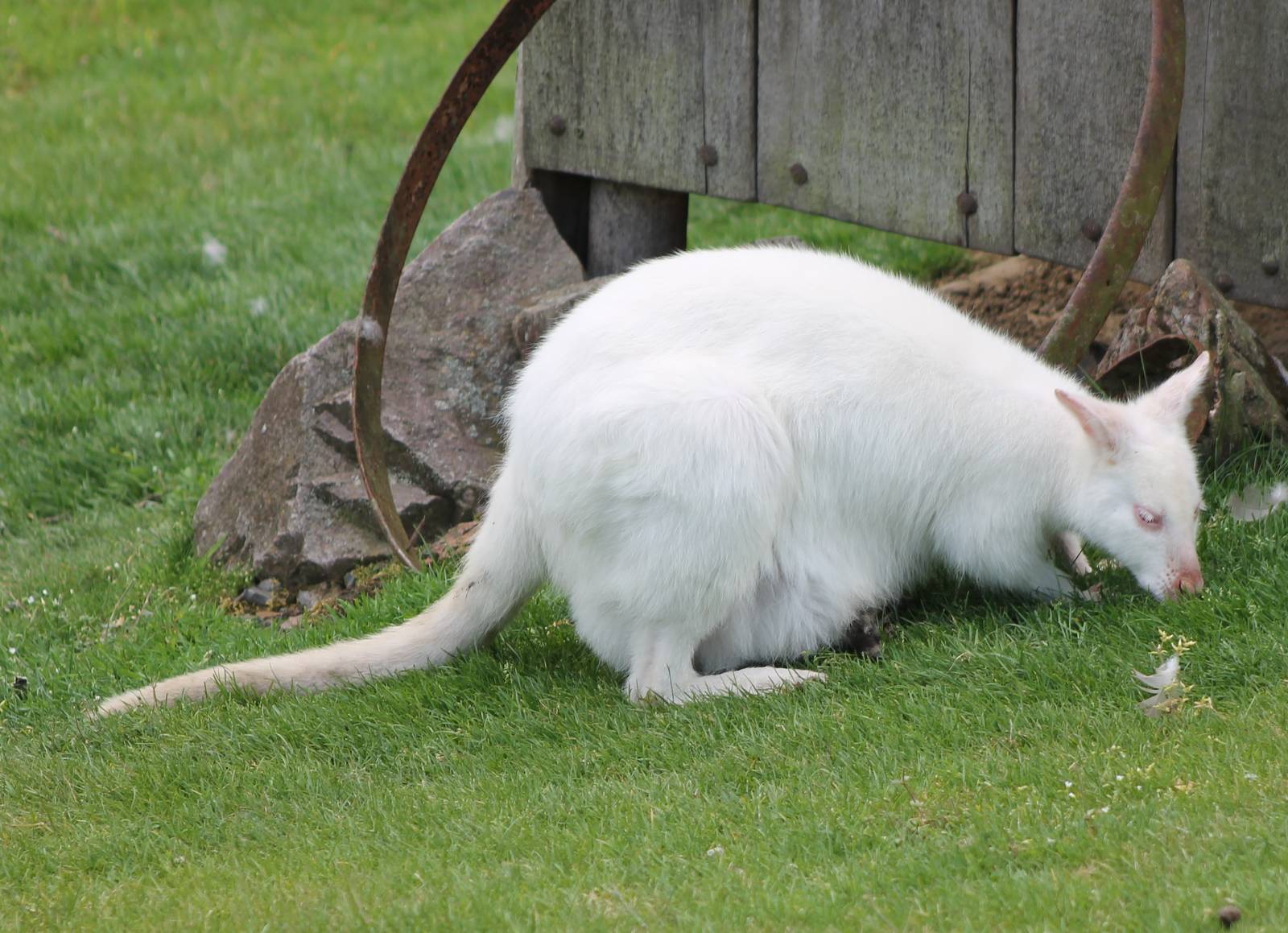 Albino Bennet wallaby