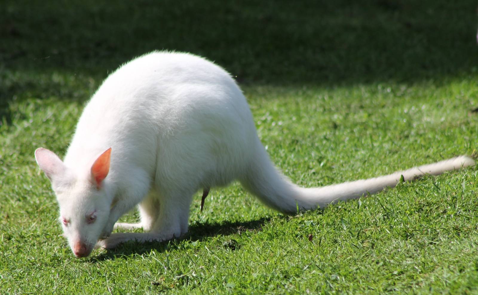 Albino Bennet Wallaby