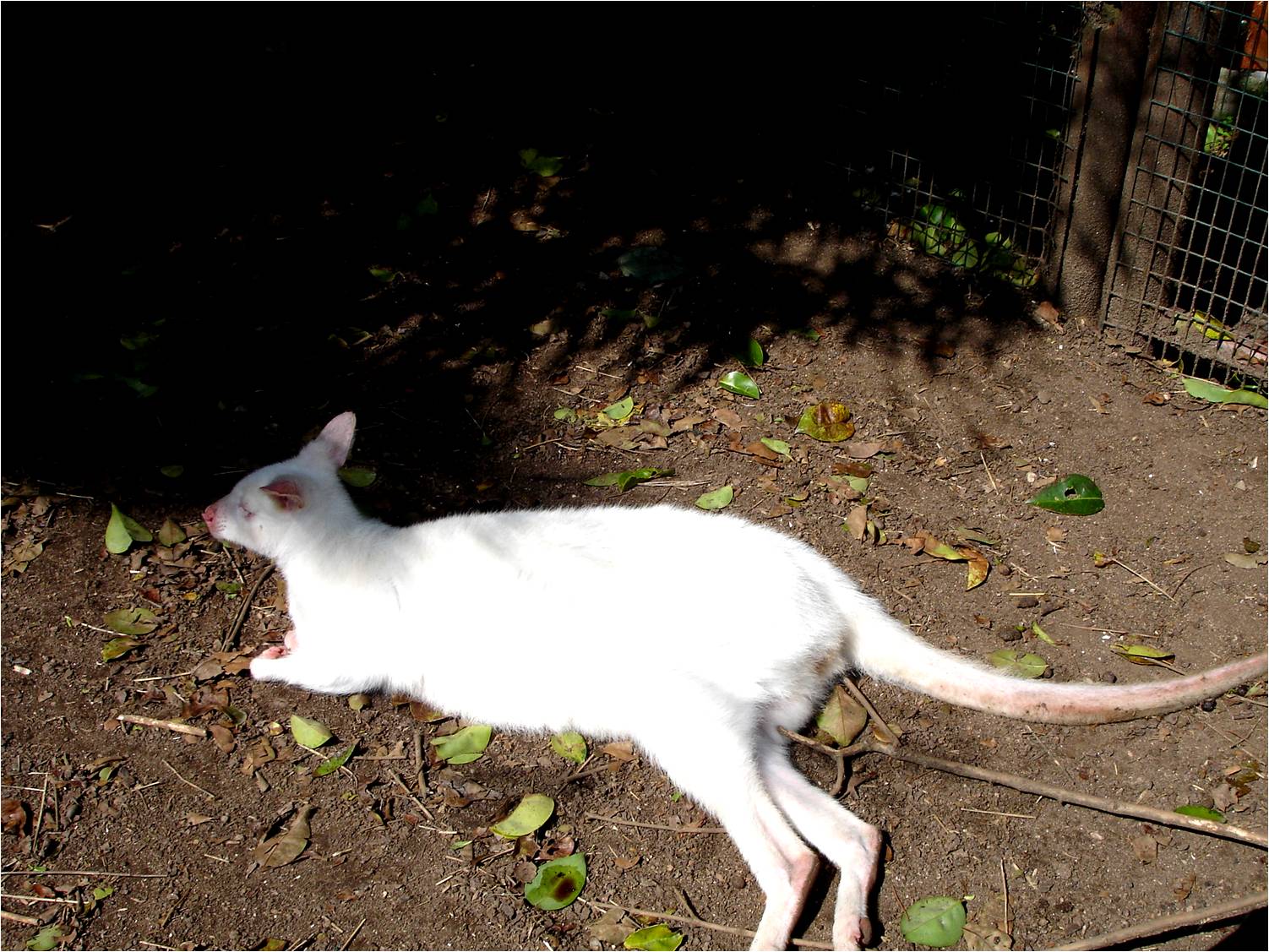 Albino Bennet's Wallaby at Zoo da Maia, 27/04/08