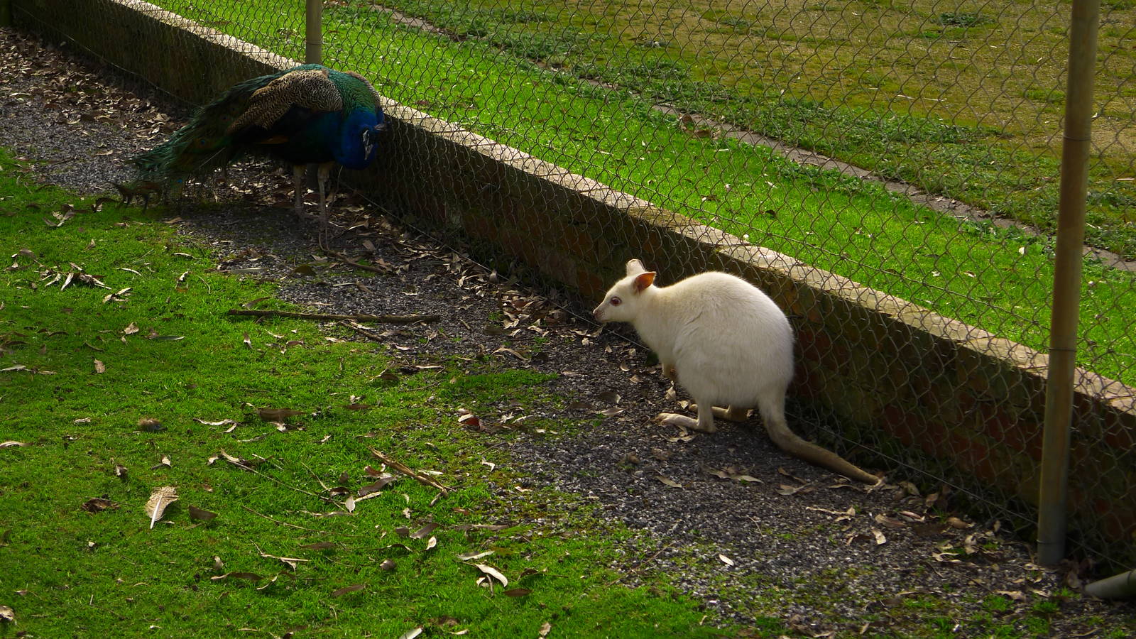 Albino Bennets Wallaby