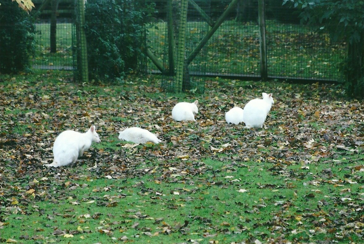 Albino Bennett's Wallabies 1st November 2012