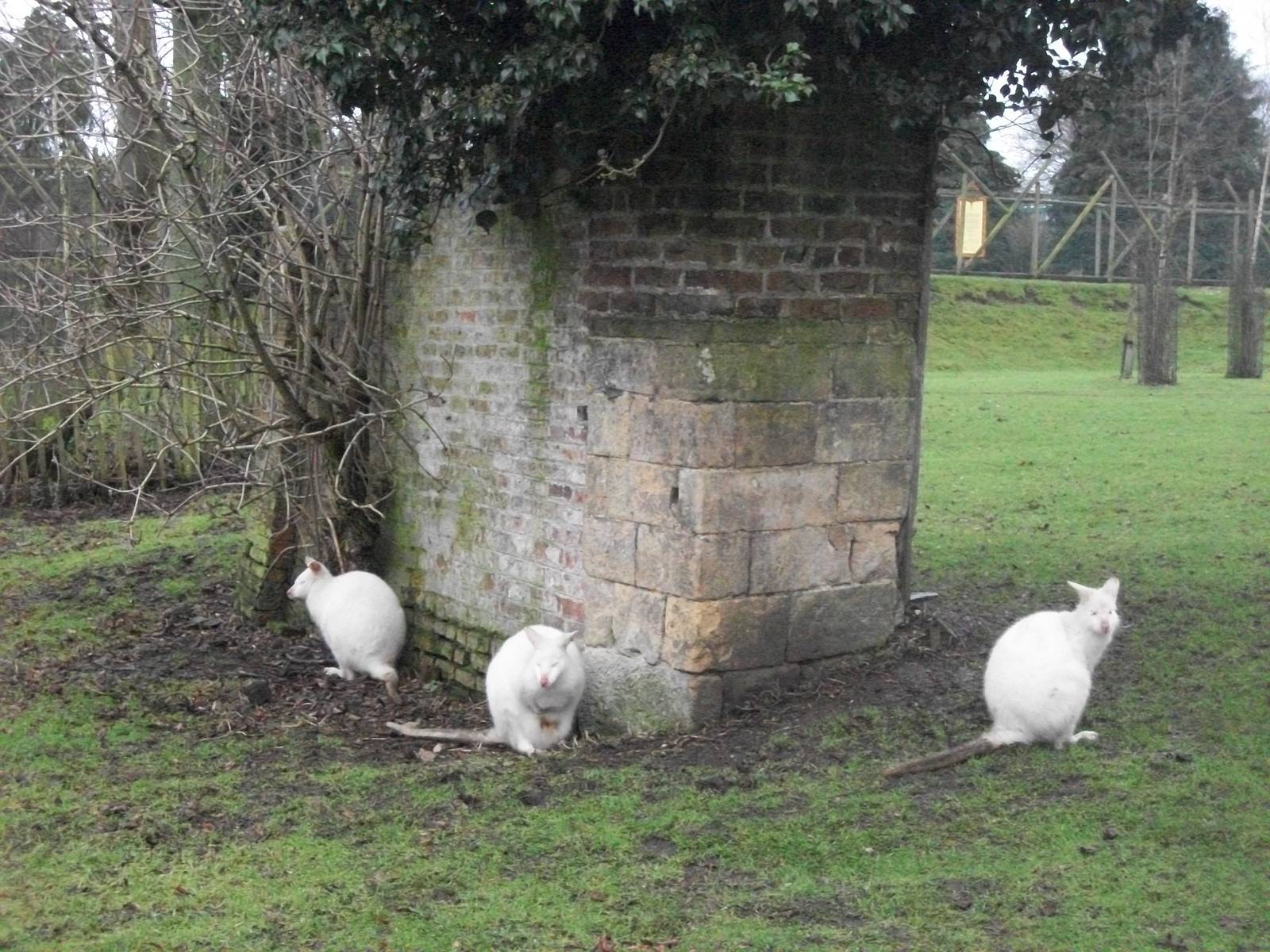 Albino Bennett's Wallabies 27th December 2012