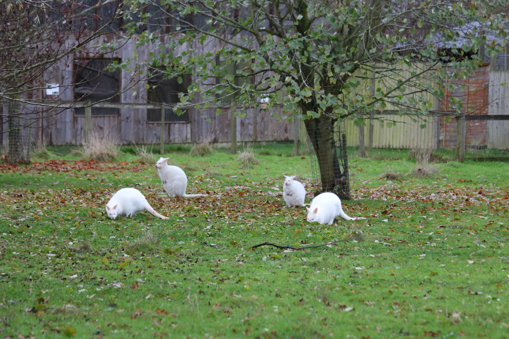 Albino Bennett's Wallabies and Zoo View