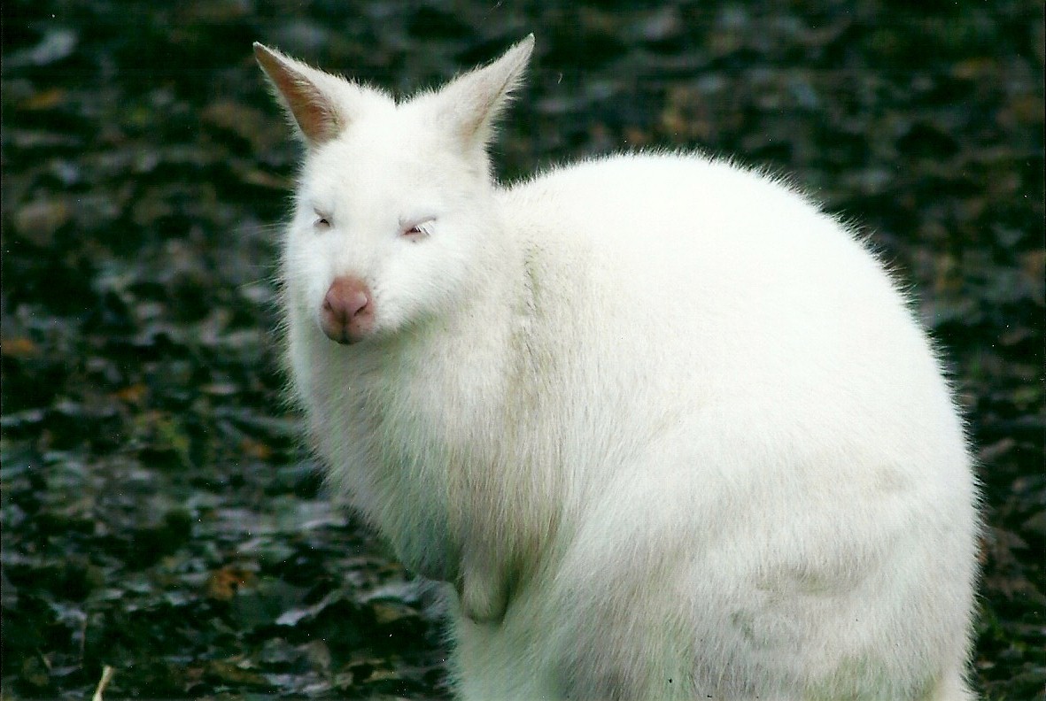 Albino Bennett's Wallaby 27th December 2012