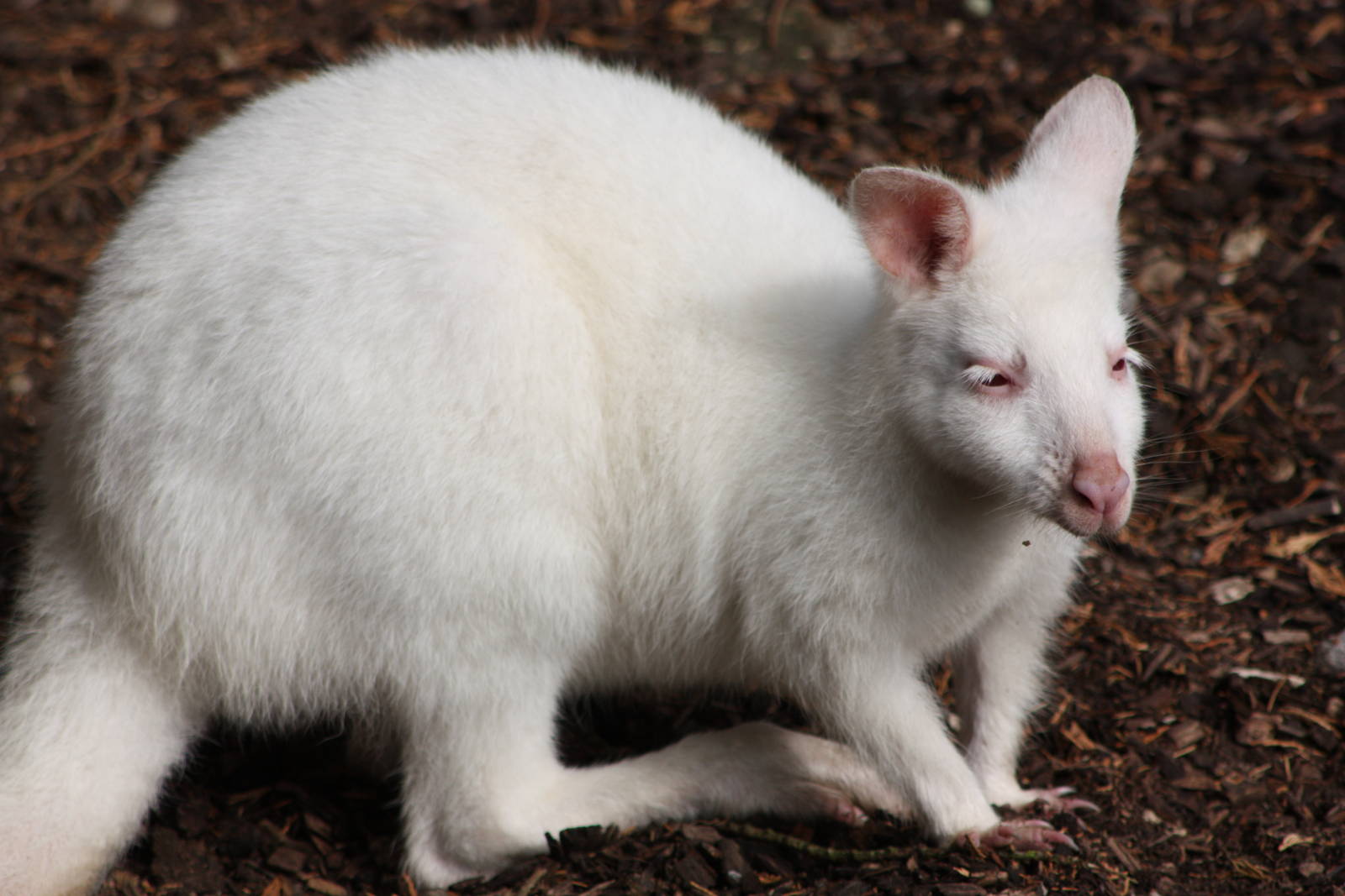 Albino Bennett's Wallaby, 30th September 2014