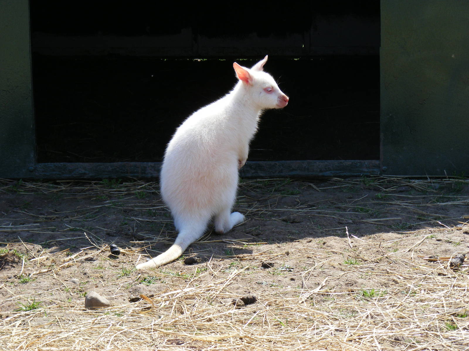 Albino Bennett's wallaby at Fife Animal Park, 18 May 2010