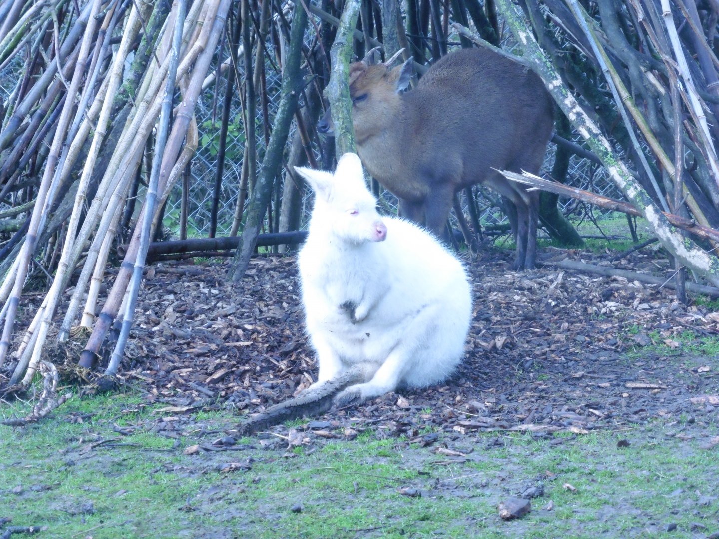 Albino Bennett's Wallaby & Chinese Muntjac Deer