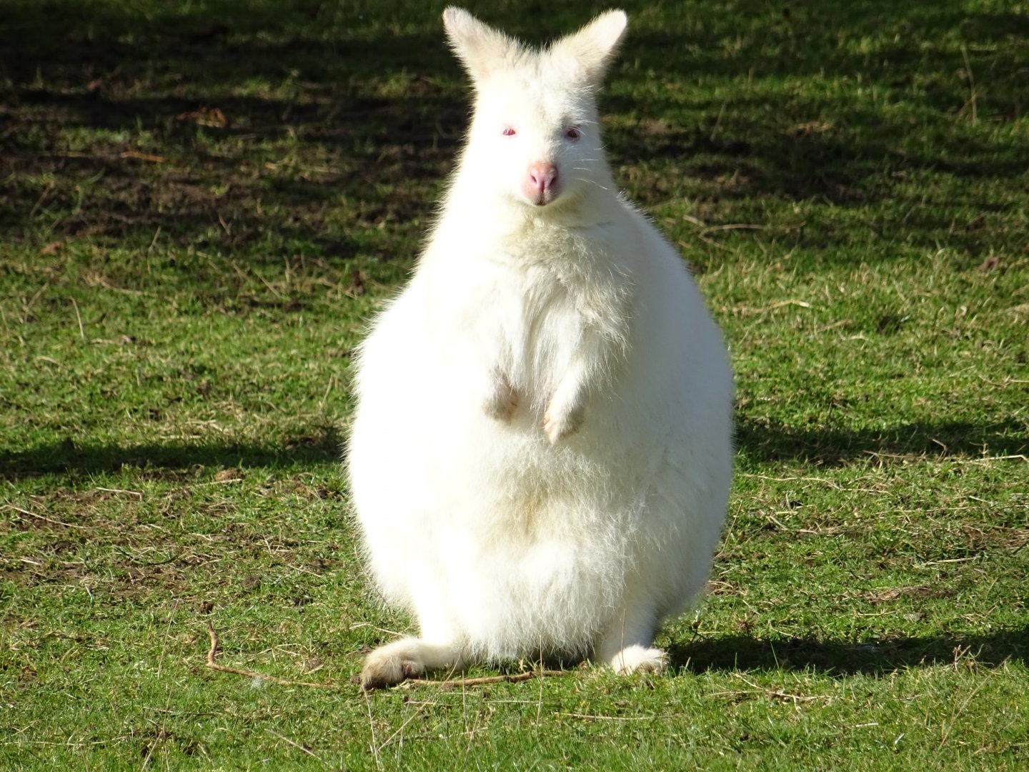 Albino Bennett's Wallaby (Notamacropus rufogriseus)
