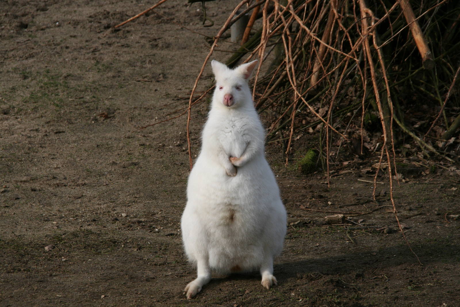 albino Bennett's wallaby