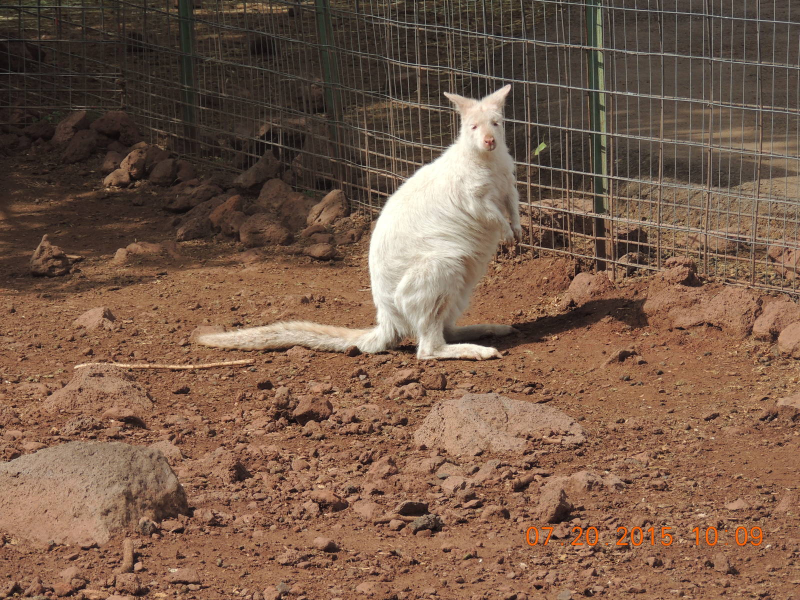 albino bennett's wallaby