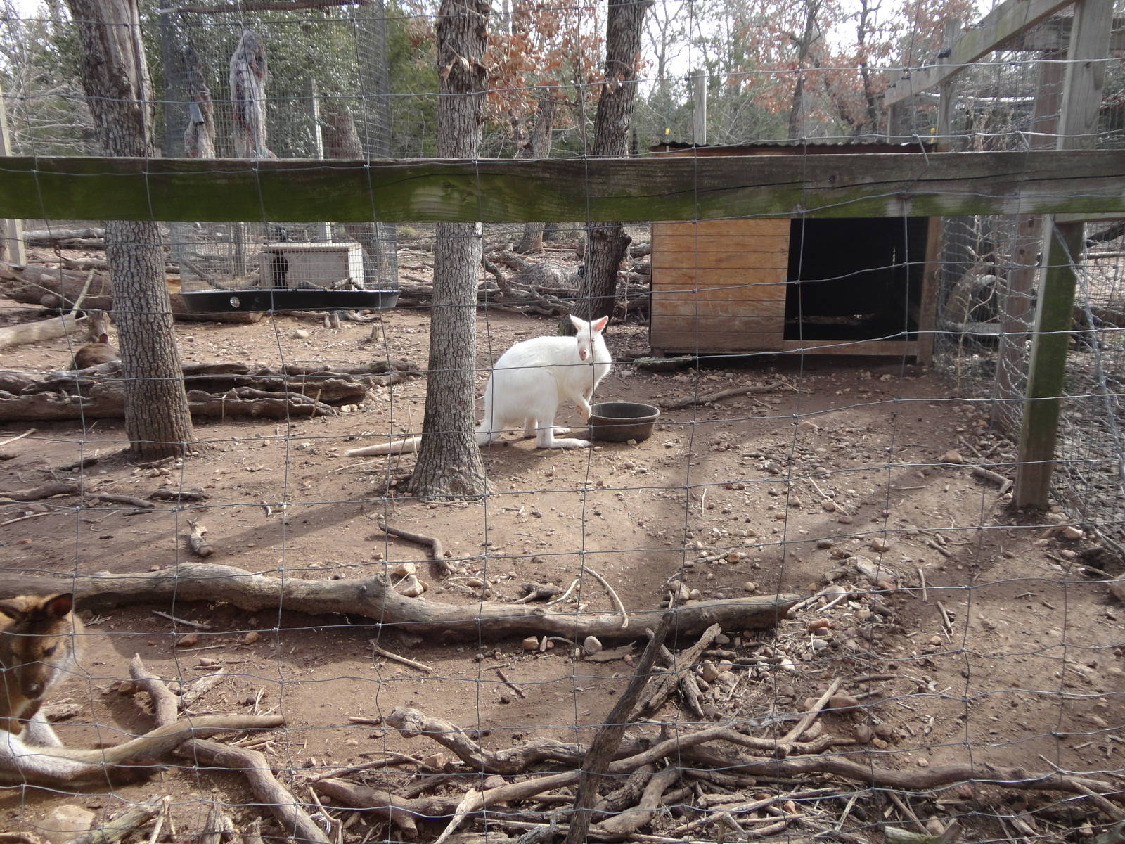 Albino Bennett's Wallaby