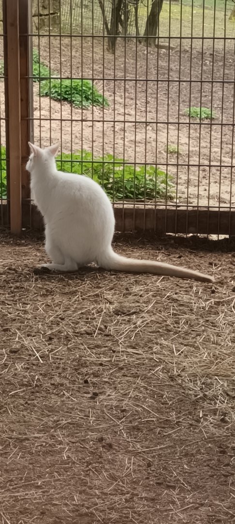 Albino Bennetts Wallaby