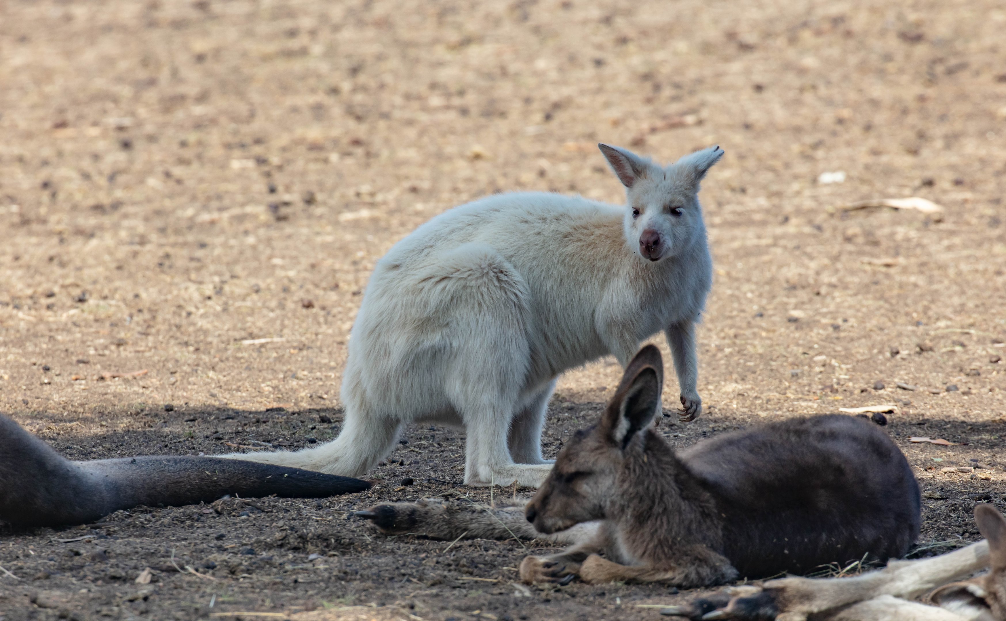 Albino Bennett's Wallaby