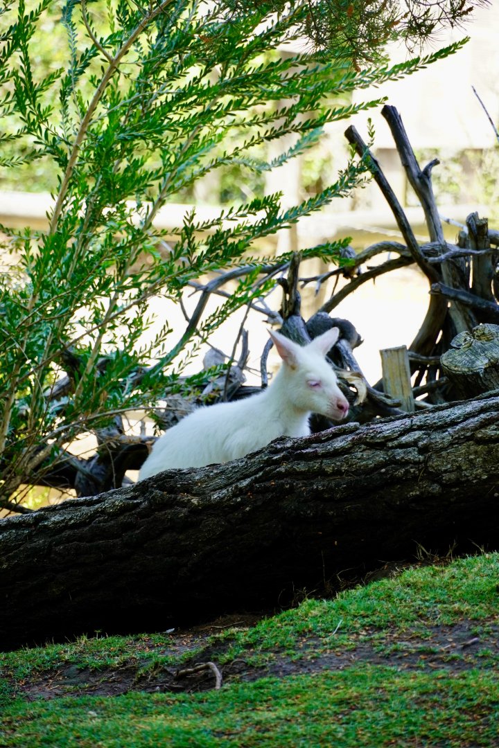Albino Bennett’s Wallaby