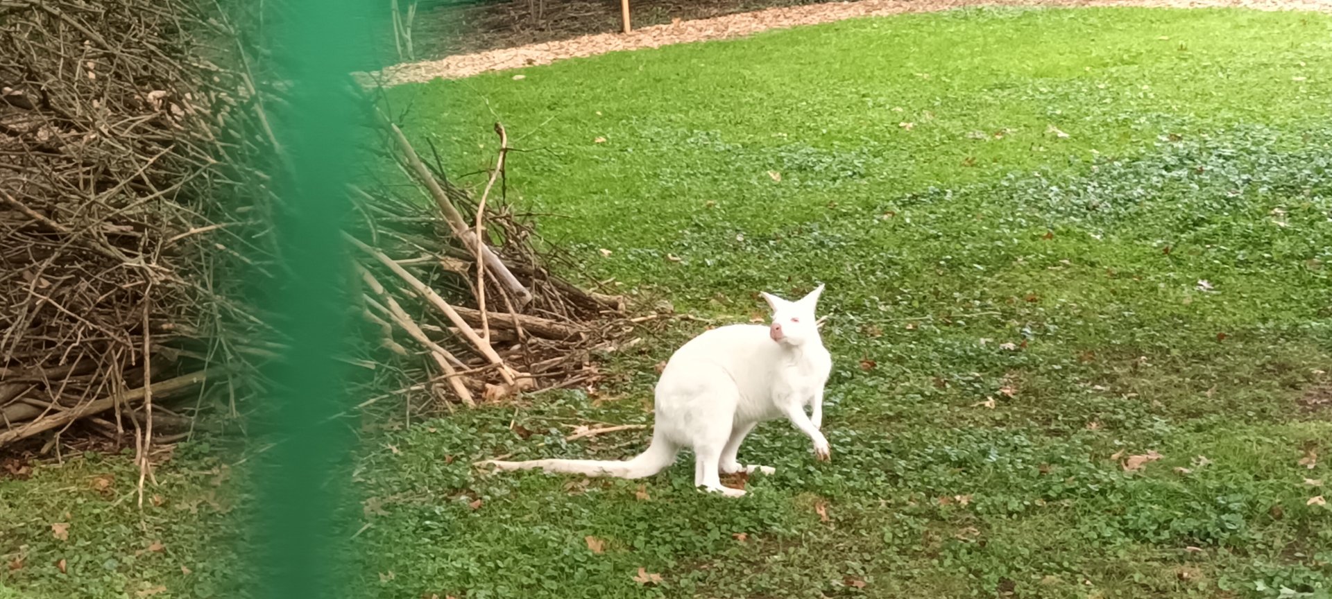 albino Bennetts Wallaby