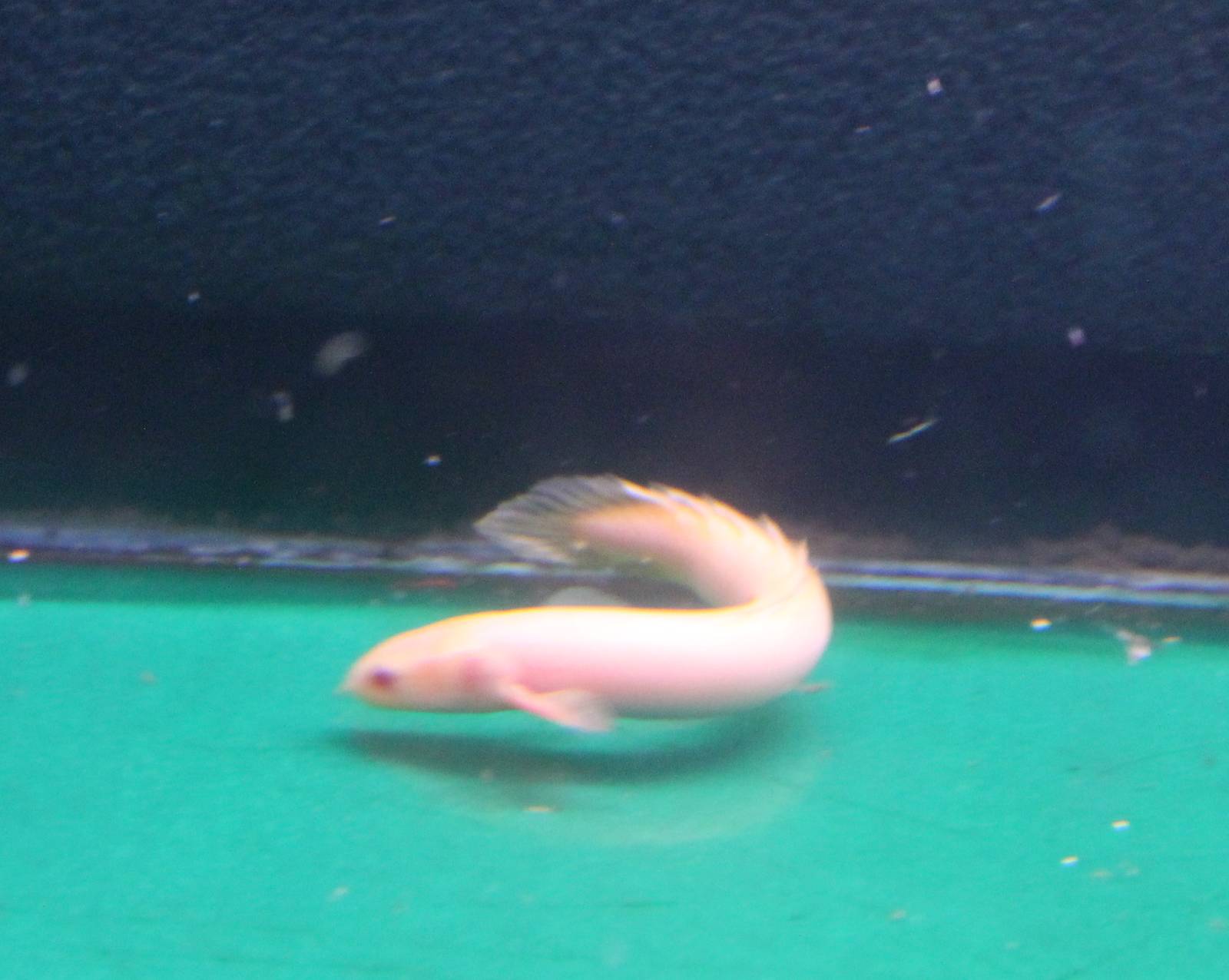 Albino Bichir species