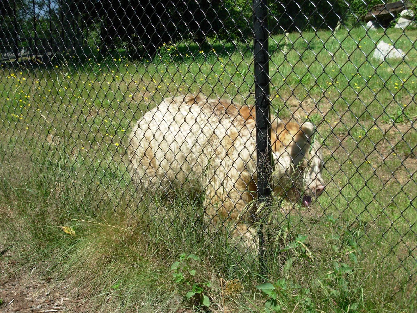 Albino Black Bear - Greater Vancouver Zoo