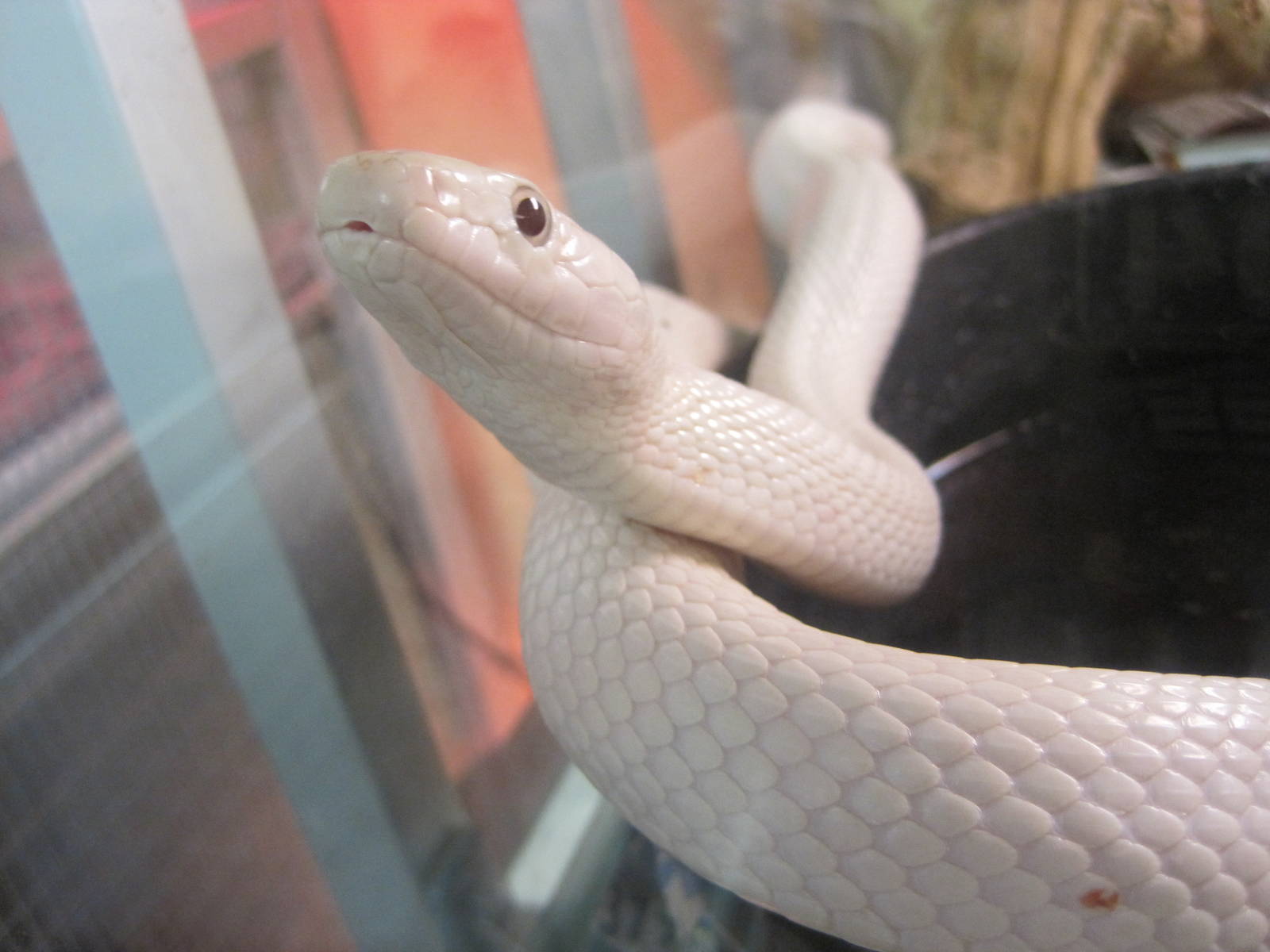 Albino Black Rat Snake