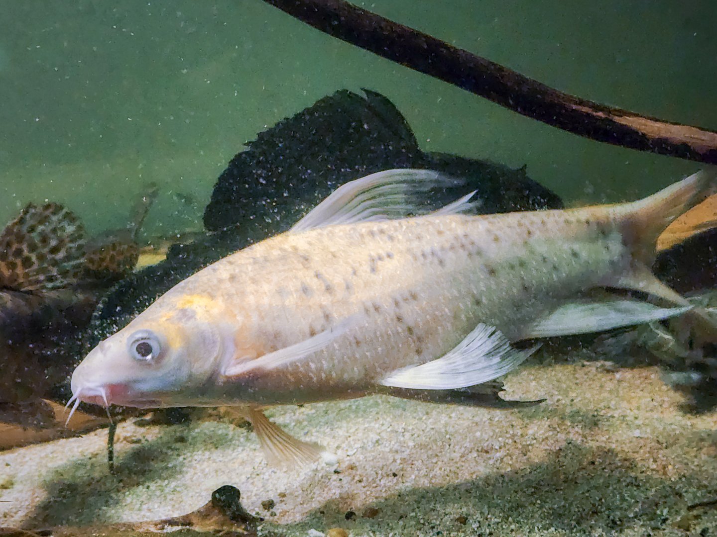 Albino Black Sharkminnow (Labeo chrysophekadion)