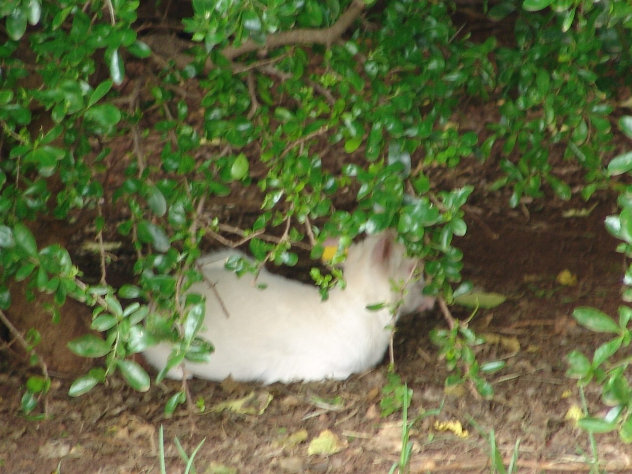 Albino Blue Duiker (Philantomba monticola)