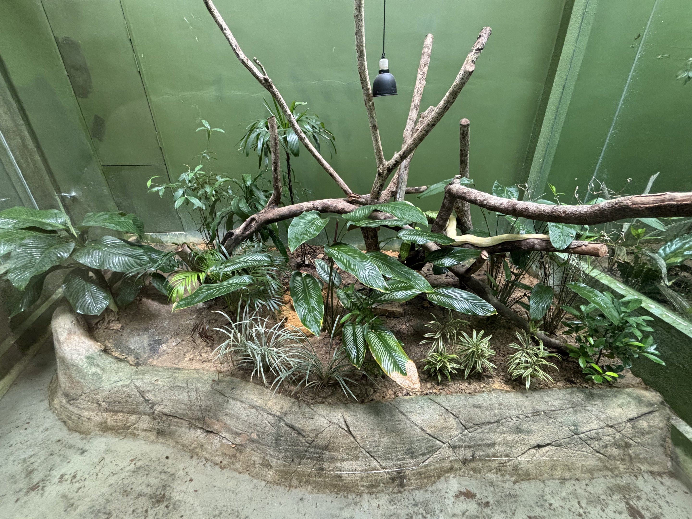 Albino Boa Constrictor Exhibit