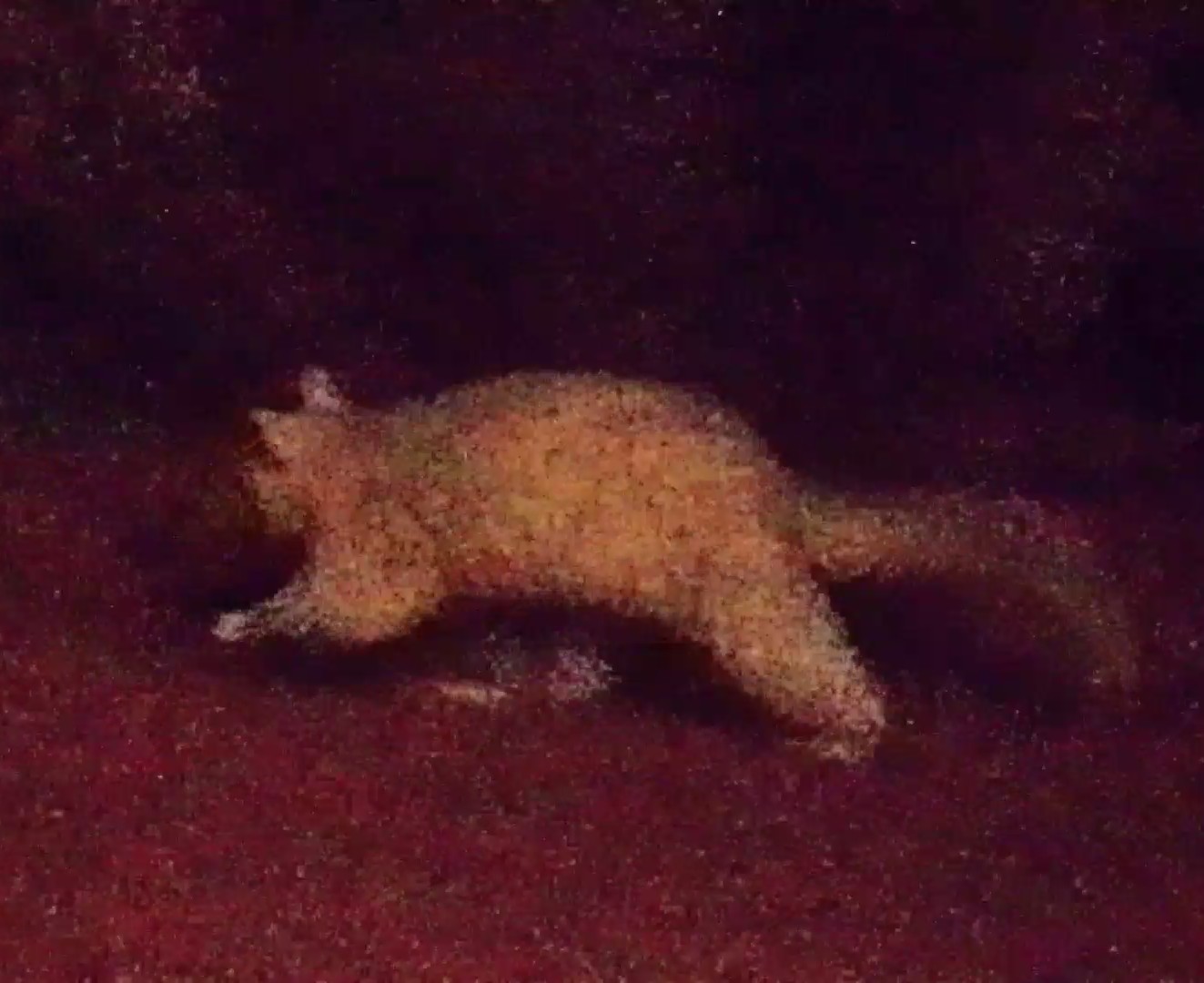 Albino brushtail possum
