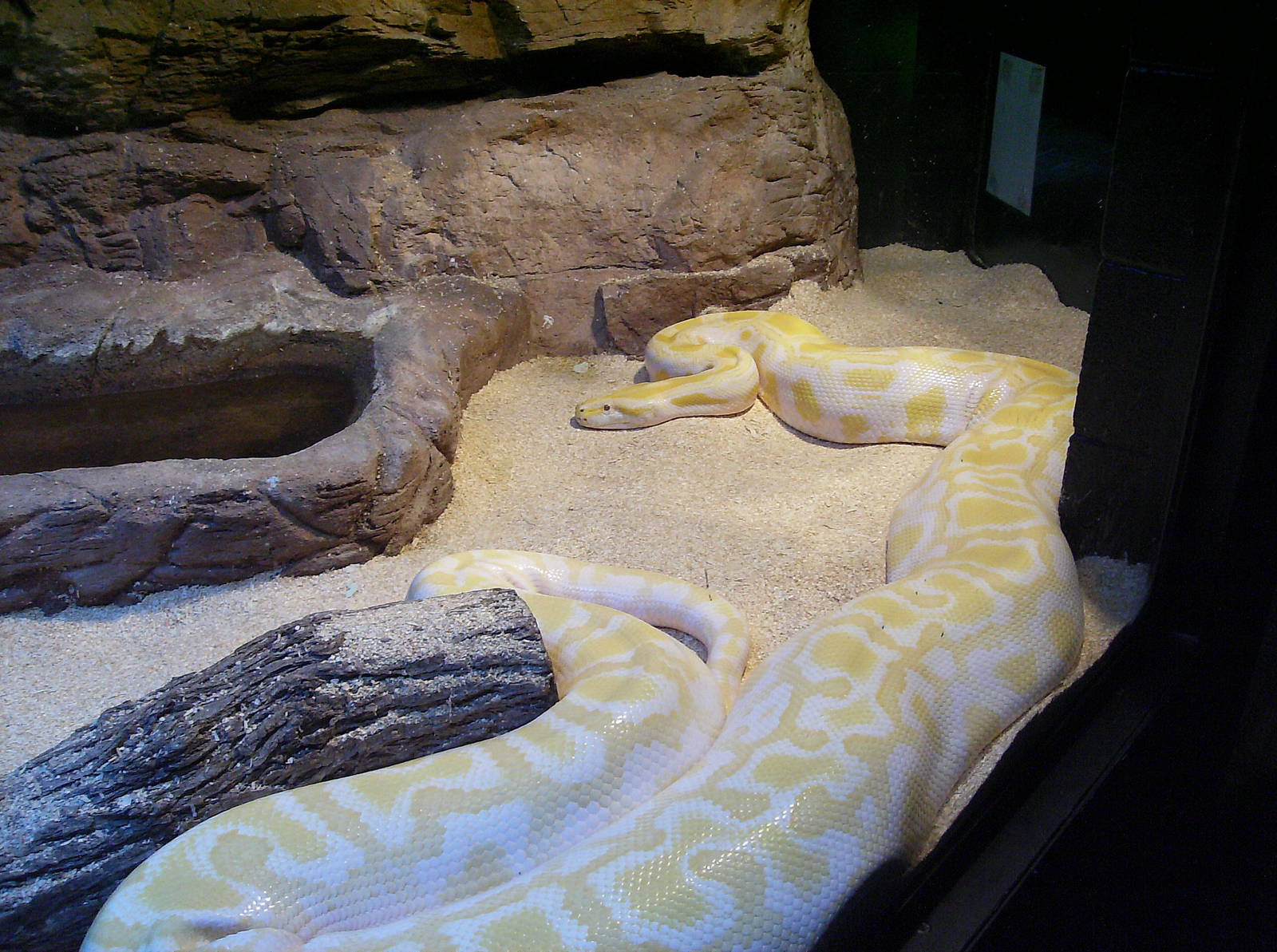 Albino Burm