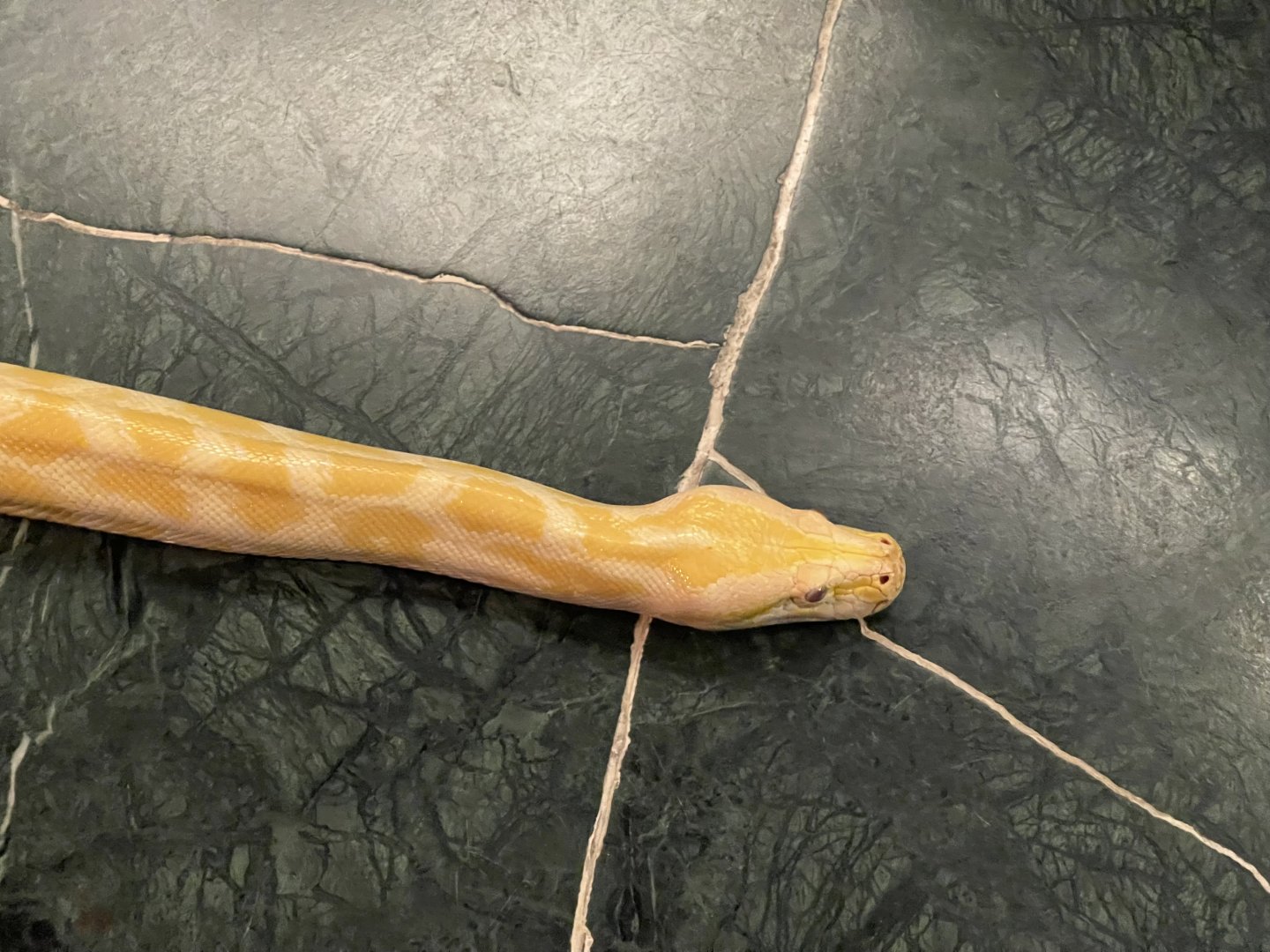 albino burmese phyton (phyton bivittatus)