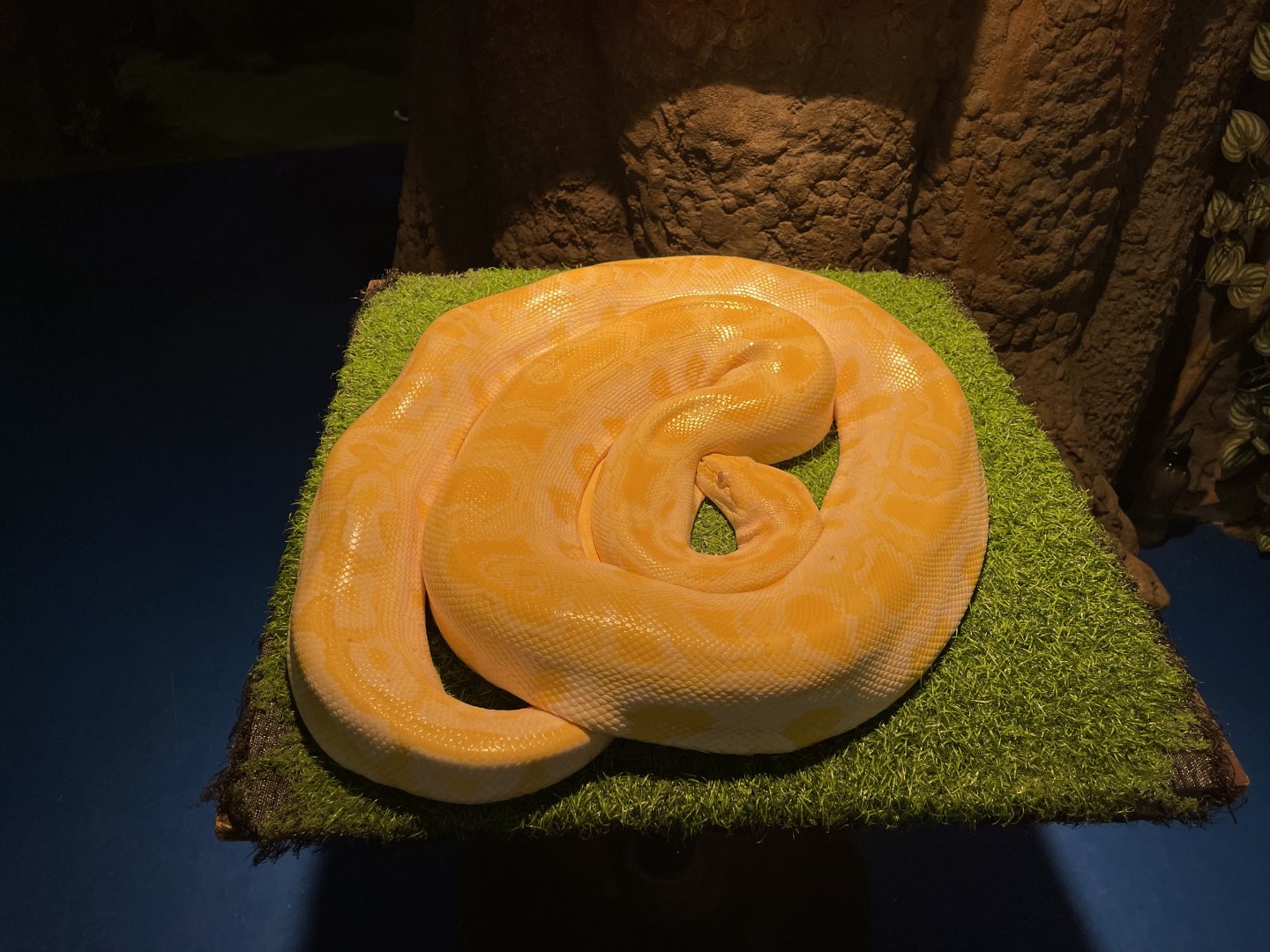 albino burmese phyton (python bivittatus)