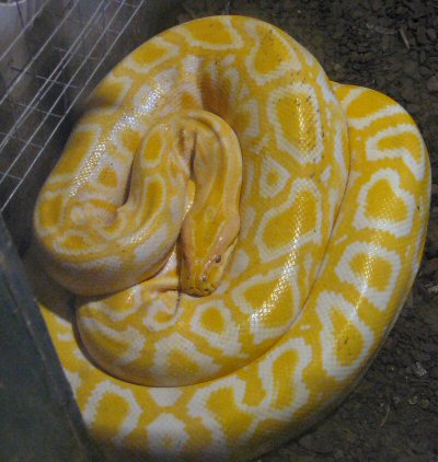 albino burmese python at Blackbrook